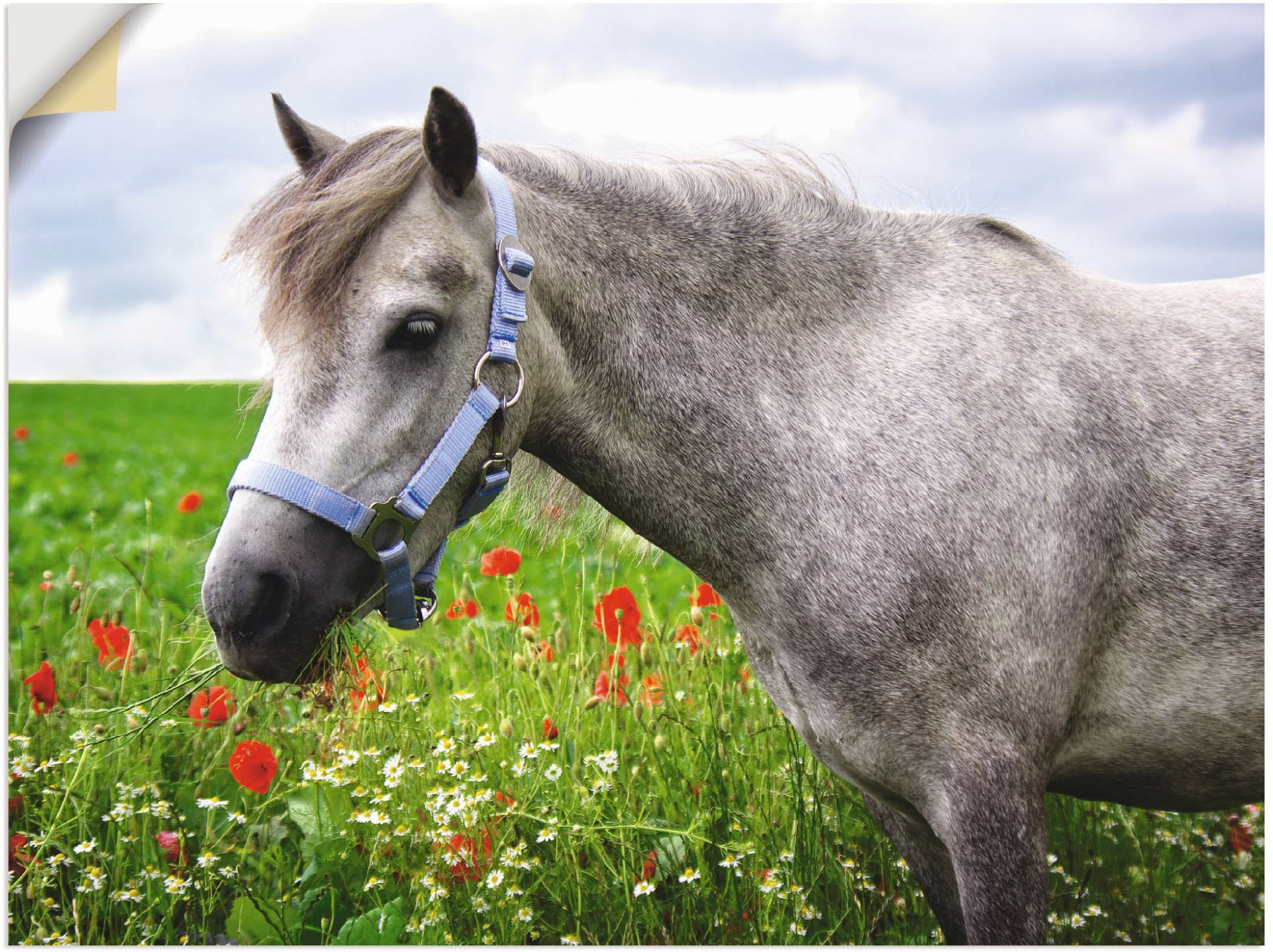 Artland Wandbild »Welshpony«, Haustiere, (1 St.), als Leinwandbild, Wandaufkleber in verschied. Grössen von Artland