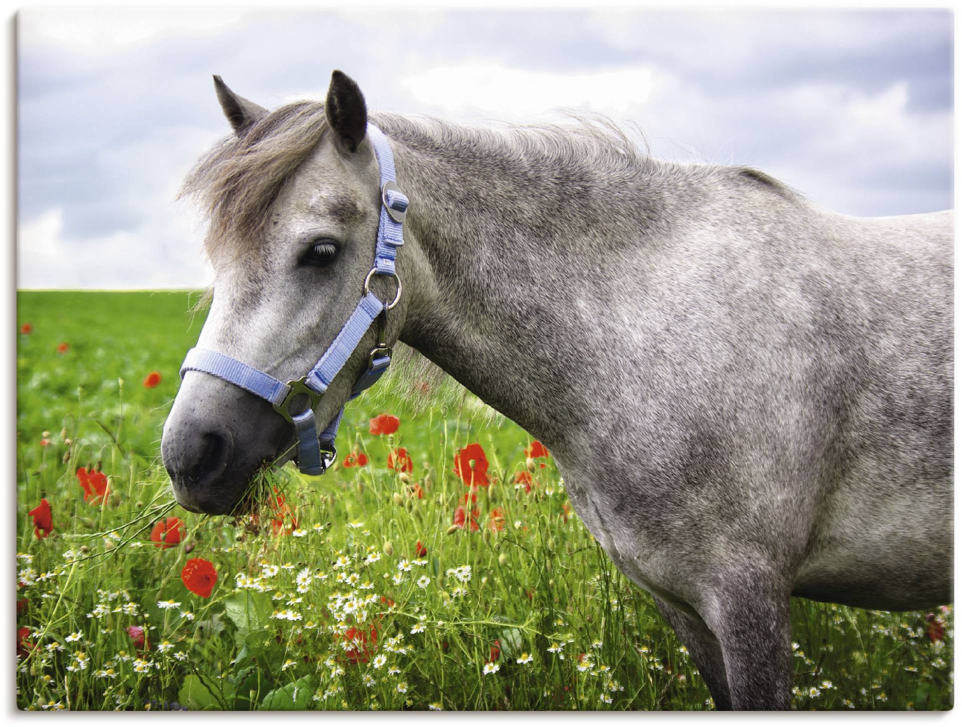 Artland Wandbild »Welshpony«, Haustiere, (1 St.), als Leinwandbild, Wandaufkleber in verschied. Grössen von Artland