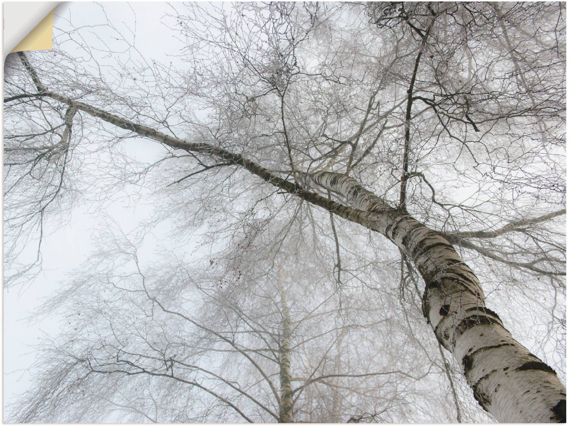 Artland Wandbild »Winter Birke«, Bäume, (1 St.), als Leinwandbild, Wandaufkleber in verschied. Grössen von Artland