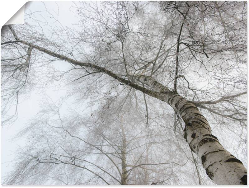 Artland Wandbild »Winter Birke«, Bäume, (1 St.), als Leinwandbild, Wandaufkleber in verschied. Grössen von Artland