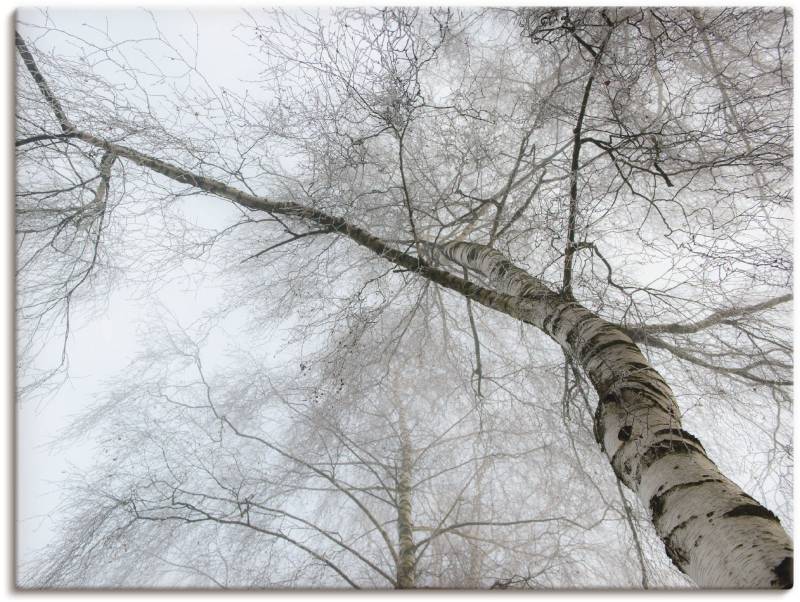 Artland Wandbild »Winter Birke«, Bäume, (1 St.), als Leinwandbild, Wandaufkleber in verschied. Grössen von Artland