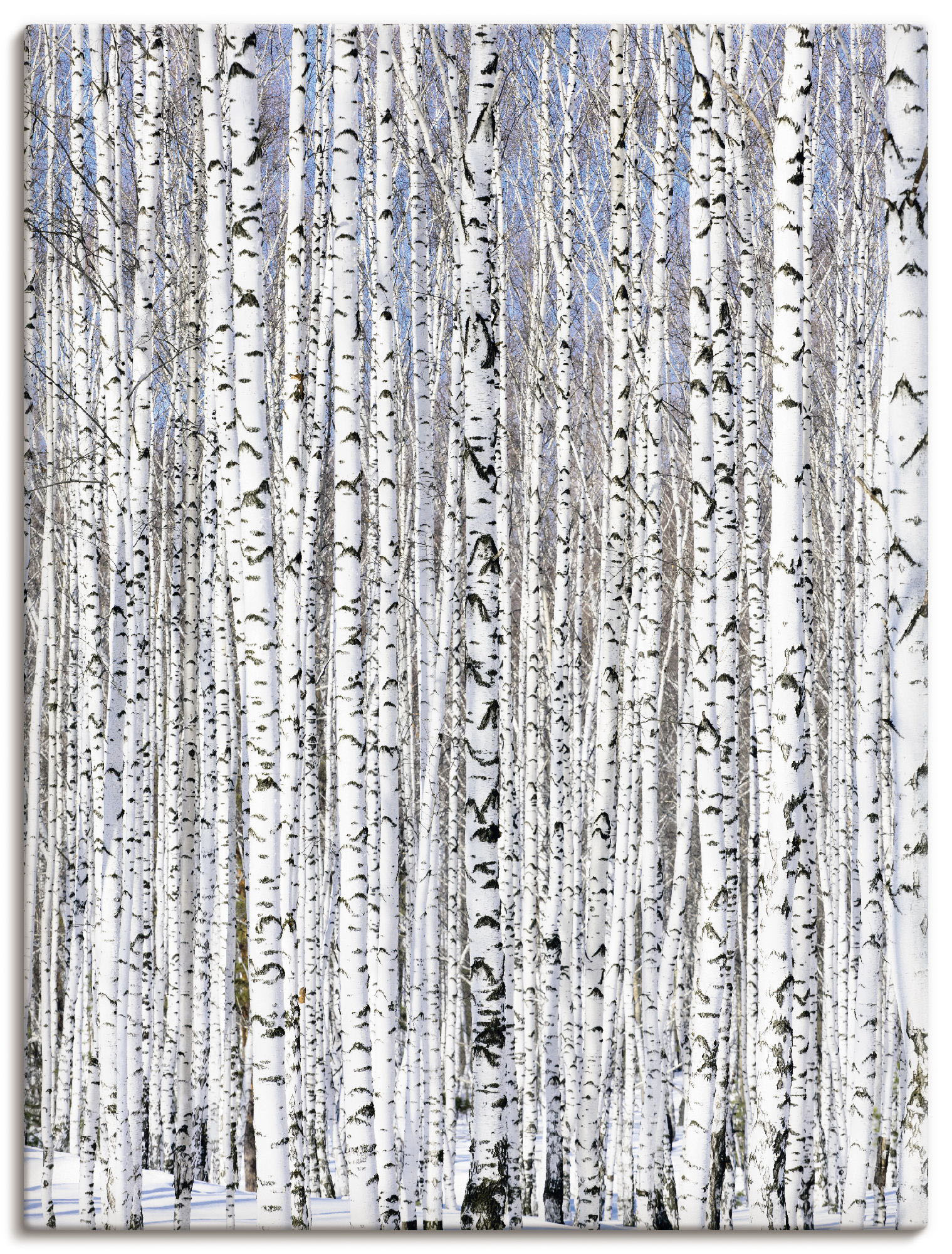 Artland Wandbild »Winterbirkenwald Wintergelassenheit«, Bäume, (1 St.), als Leinwandbild, Poster in verschied. Grössen von Artland