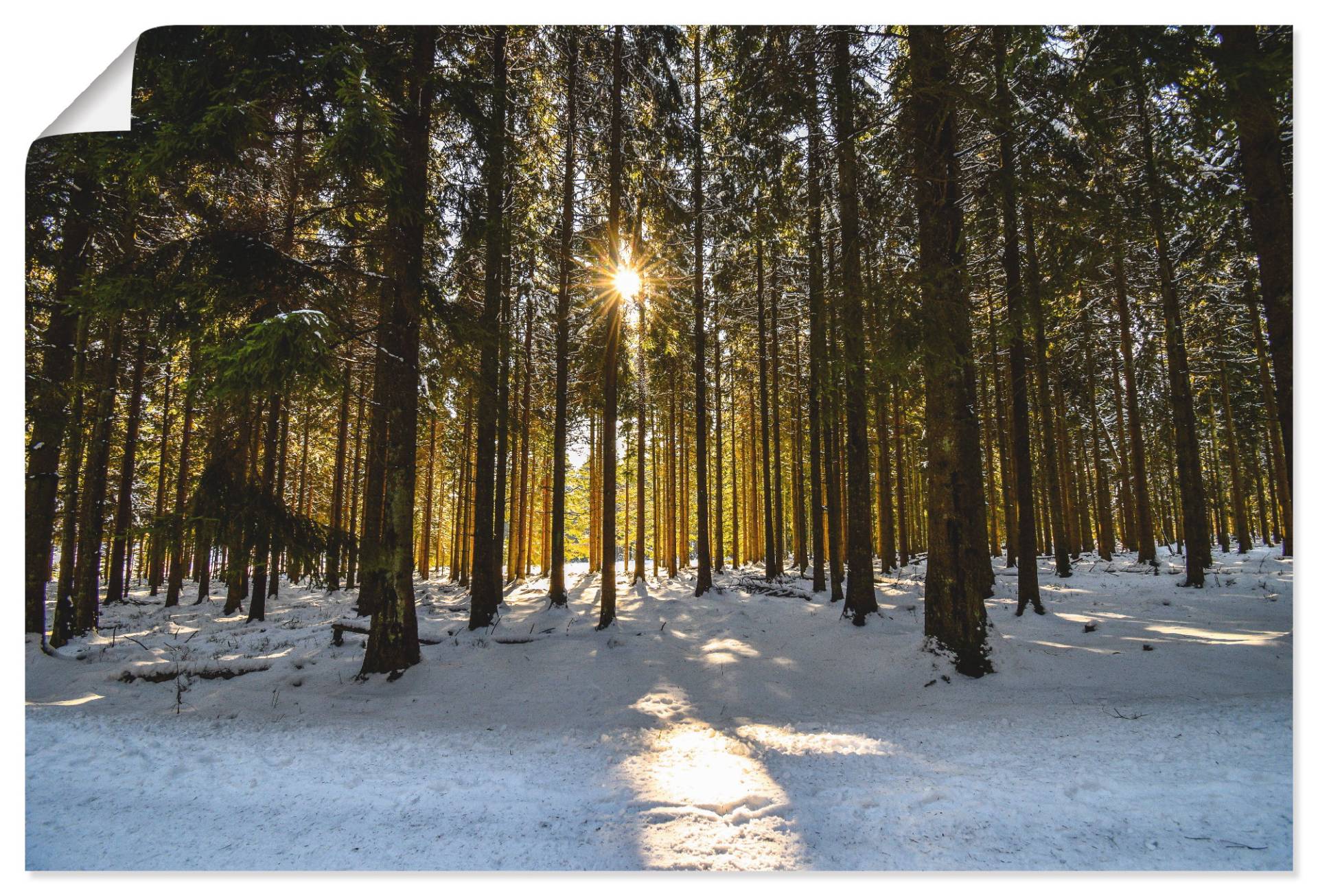 Artland Wandbild »Wintersonne«, Wald, (1 St.), als Alubild, Leinwandbild, Wandaufkleber oder Poster in versch. Grössen von Artland