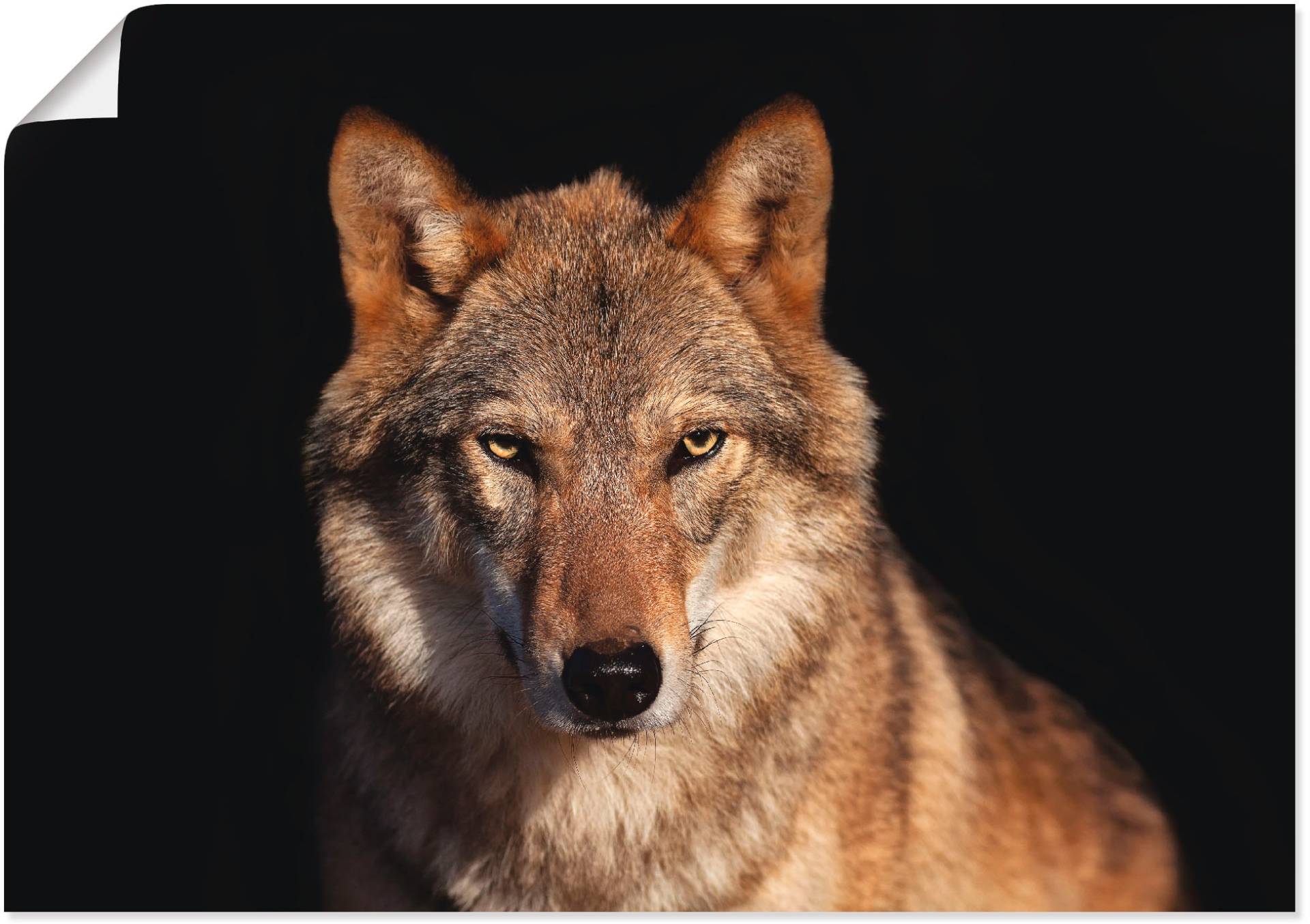 Artland Poster »Wolf«, Wildtiere, (1 St.), als Alubild, Leinwandbild, Wandaufkleber oder Poster in versch. Grössen von Artland