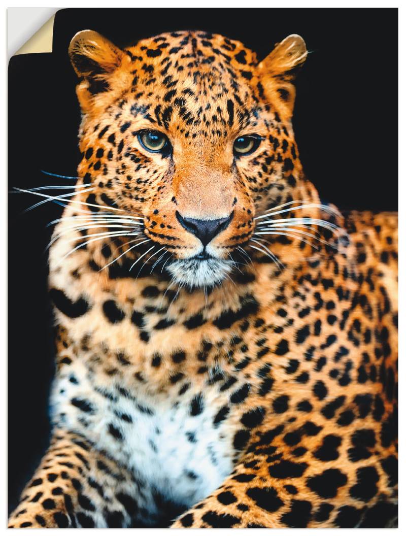 Artland Wandbild »Wütender wilder Leopard«, Wildtiere, (1 St.), als Alubild, Outdoorbild, Leinwandbild, Poster, Wandaufkleber von Artland