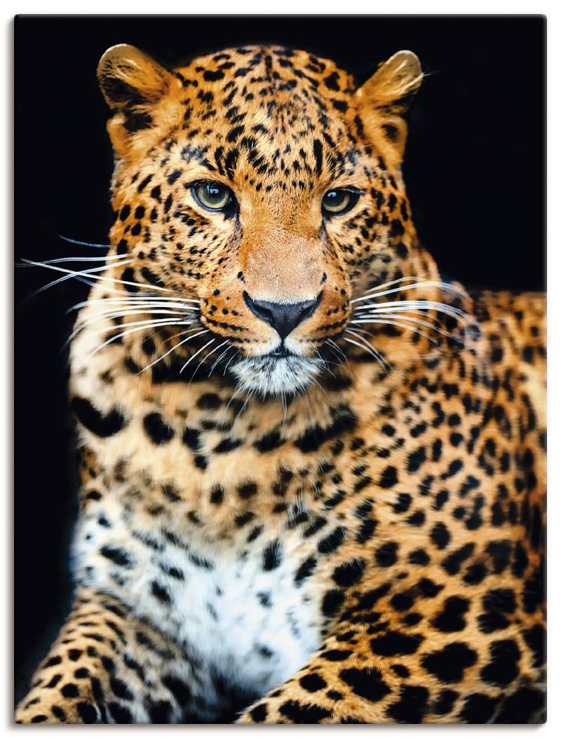 Artland Wandbild »Wütender wilder Leopard«, Wildtiere, (1 St.), als Alubild, Outdoorbild, Leinwandbild, Poster, Wandaufkleber von Artland