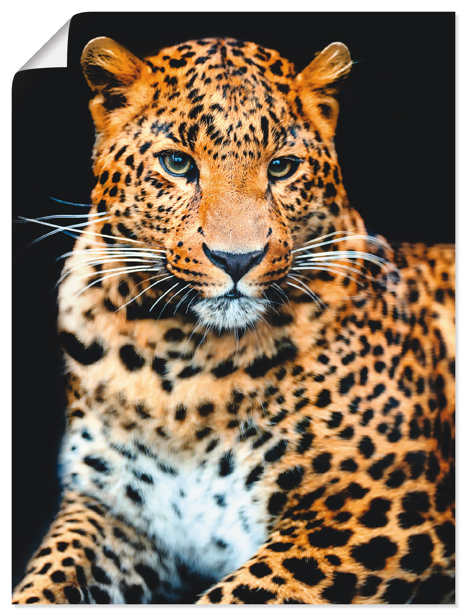 Artland Wandbild »Wütender wilder Leopard«, Wildtiere, (1 St.), als Alubild, Outdoorbild, Leinwandbild, Poster, Wandaufkleber von Artland