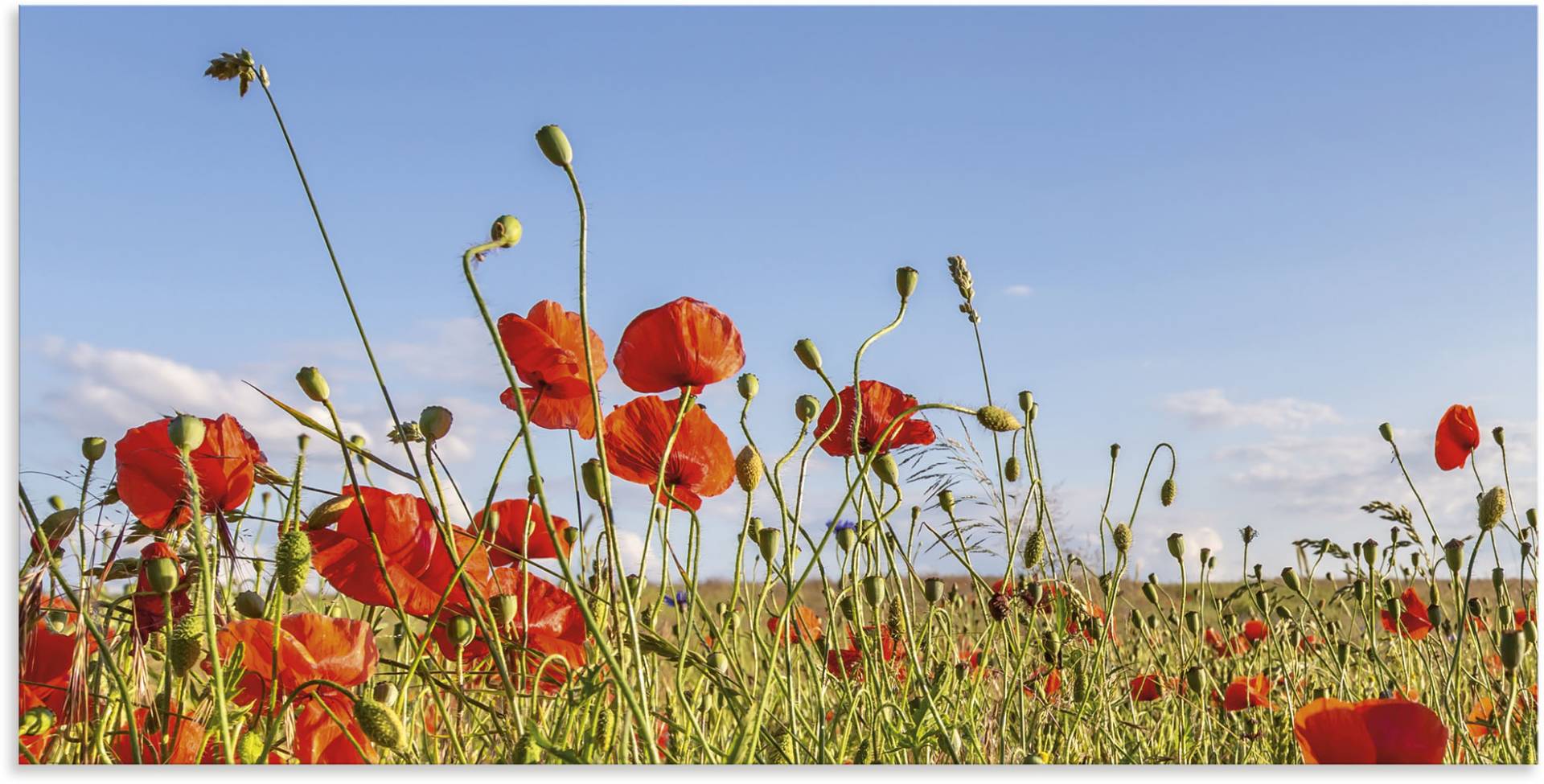 Artland Wandbild »Wunderschönes Mohnblumenfeld Panorama«, Blumenwiese, (1 St.), als Alubild, Leinwandbild, Wandaufkleber oder Poster in versch. Grössen von Artland