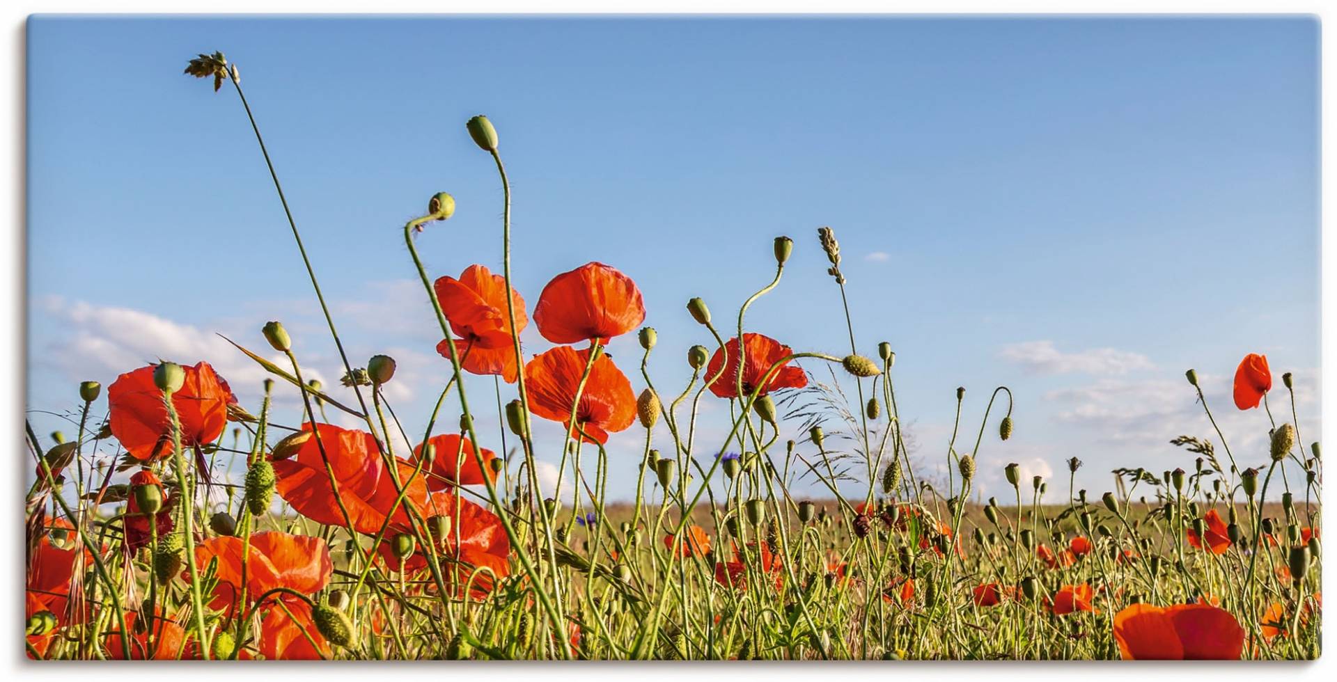 Artland Wandbild »Wunderschönes Mohnblumenfeld Panorama«, Blumenwiese, (1 St.), als Alubild, Leinwandbild, Wandaufkleber oder Poster in versch. Grössen von Artland