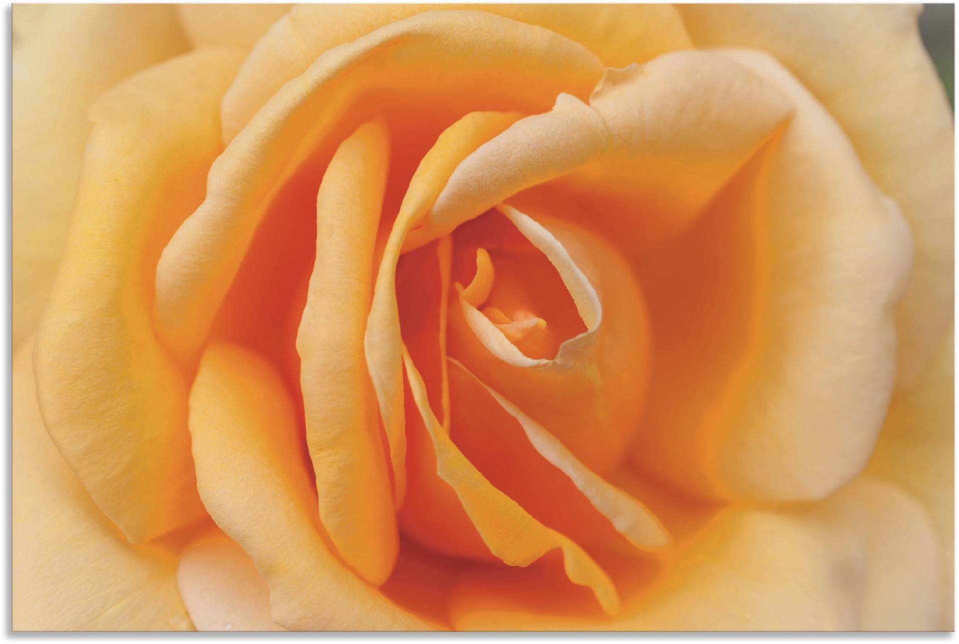 Artland Wandbild »Zarte Rose in Orange«, Blumenbilder, (1 St.), als Leinwandbild, Poster in verschied. Grössen von Artland