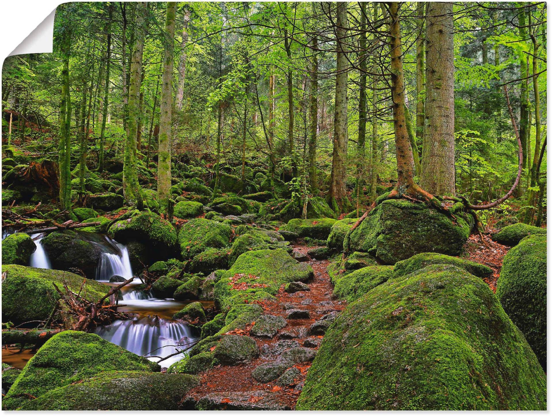 Artland Wandbild »Zauberwald«, Wald, (1 St.), als Leinwandbild, Poster in verschied. Grössen von Artland