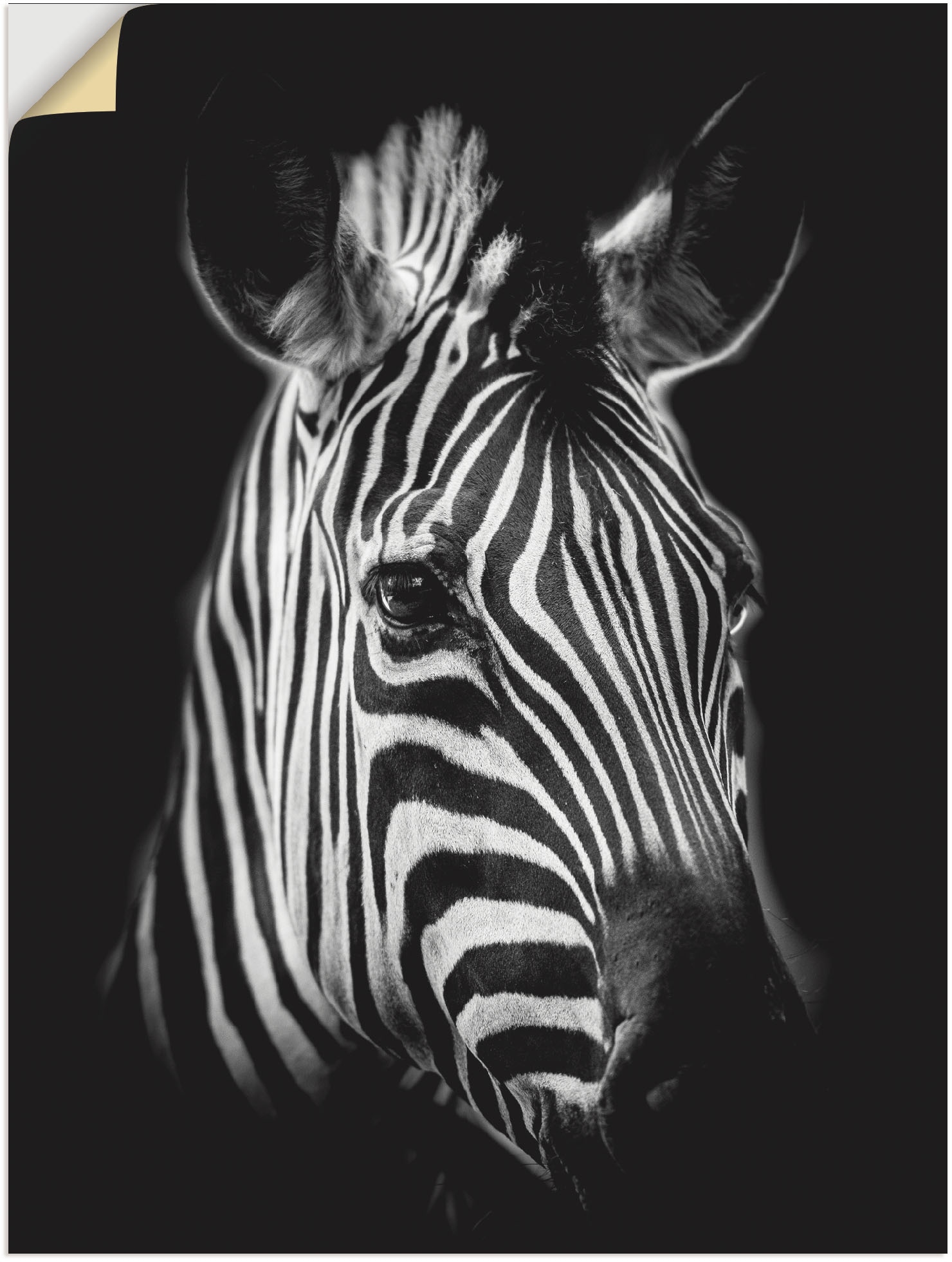 Artland Wandbild »Zebra«, Zebra Bilder, (1 St.), als Alubild, Outdoorbild, Leinwandbild, Poster, Wandaufkleber von Artland