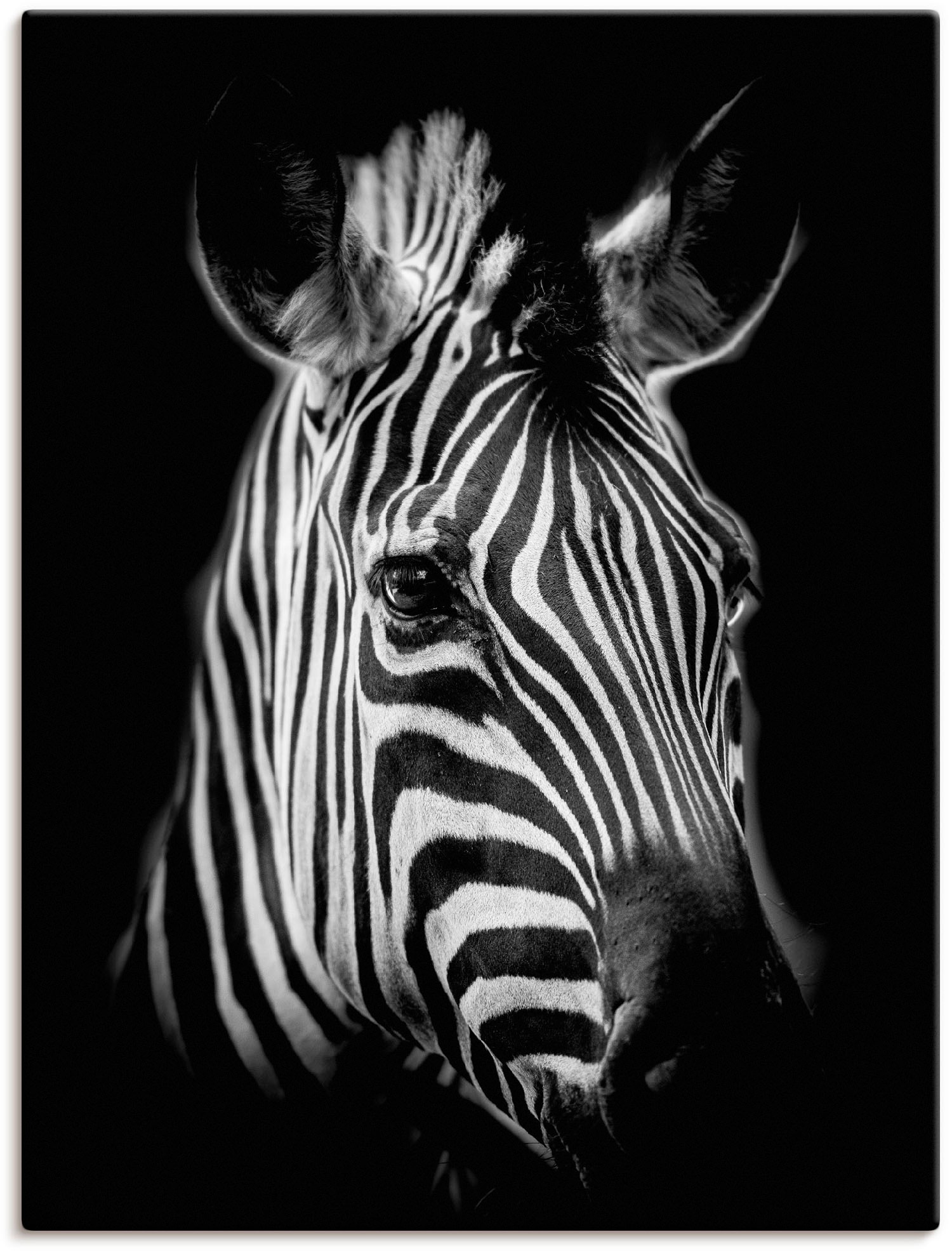 Artland Wandbild »Zebra«, Zebra Bilder, (1 St.), als Alubild, Outdoorbild, Leinwandbild, Poster, Wandaufkleber von Artland