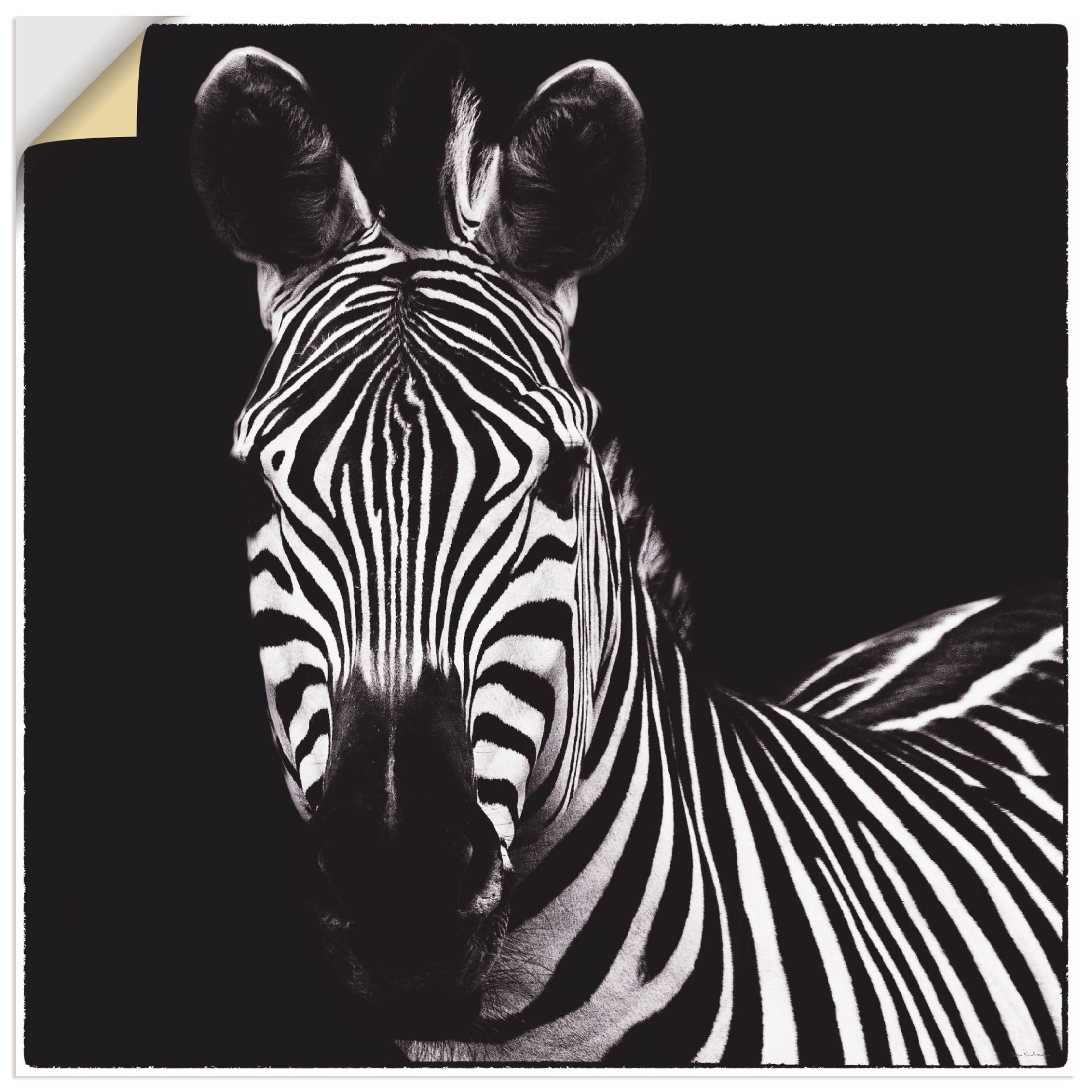 Artland Wandbild »Zebra II«, Wildtiere, (1 St.), als Leinwandbild, Wandaufkleber in verschied. Grössen von Artland