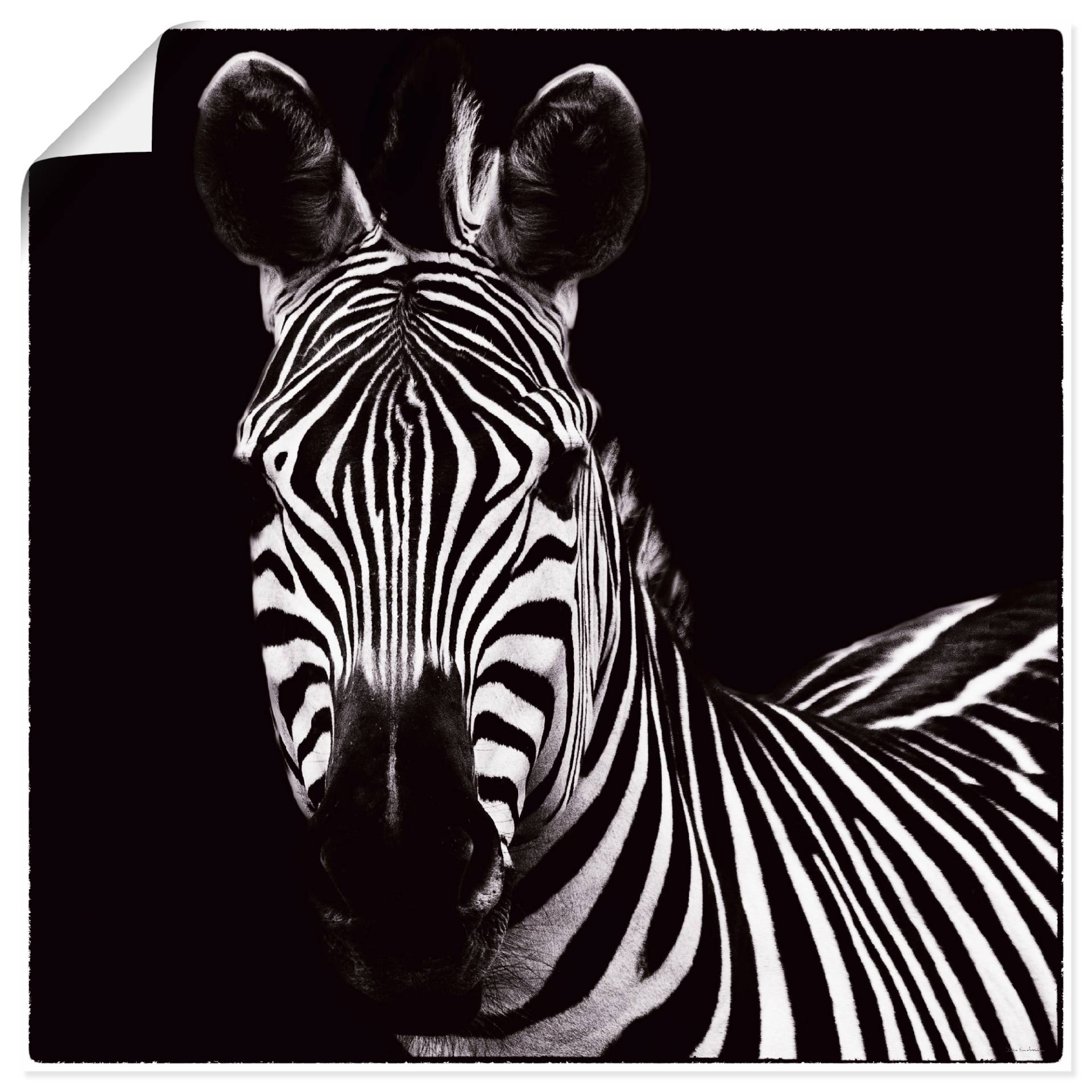 Artland Wandbild »Zebra II«, Wildtiere, (1 St.), als Leinwandbild, Wandaufkleber in verschied. Grössen von Artland