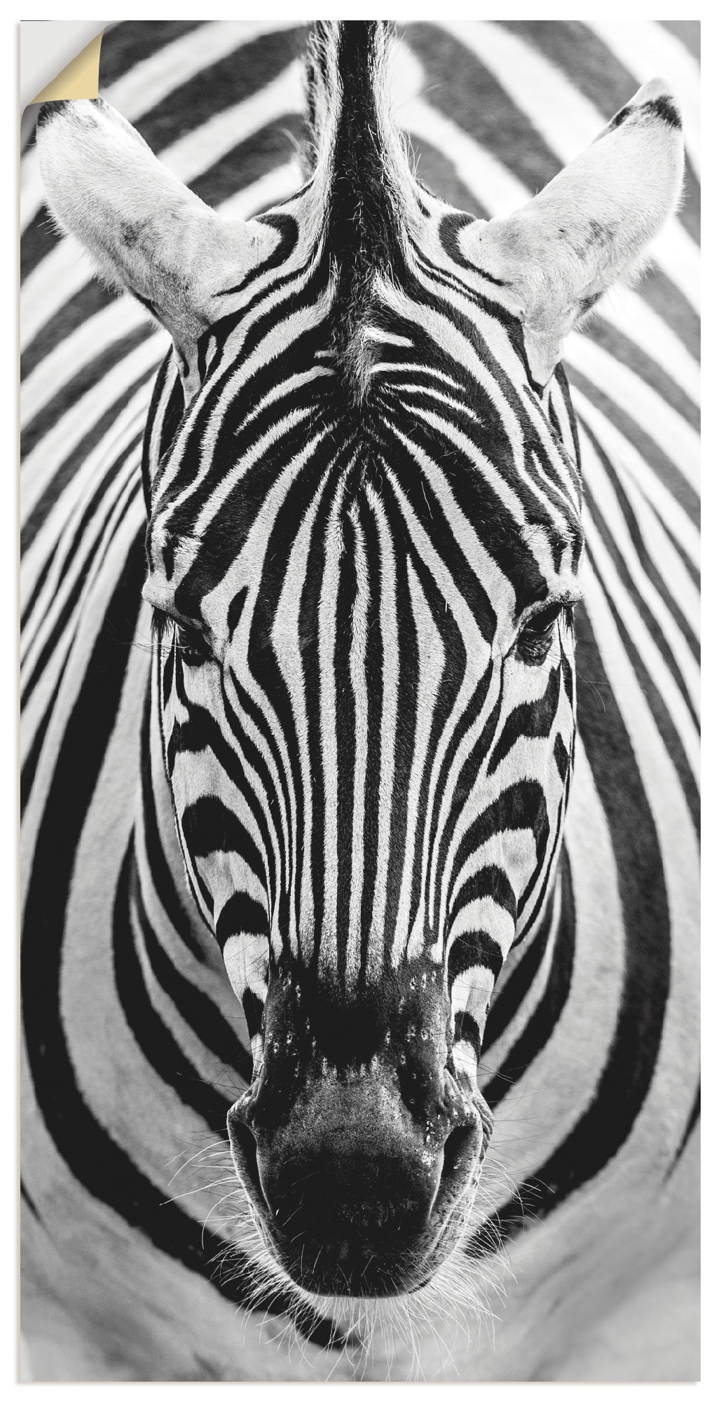 Artland Wandbild »Zebra«, Wildtiere, (1 St.), als Leinwandbild, Poster, Wandaufkleber in verschied. Grössen von Artland