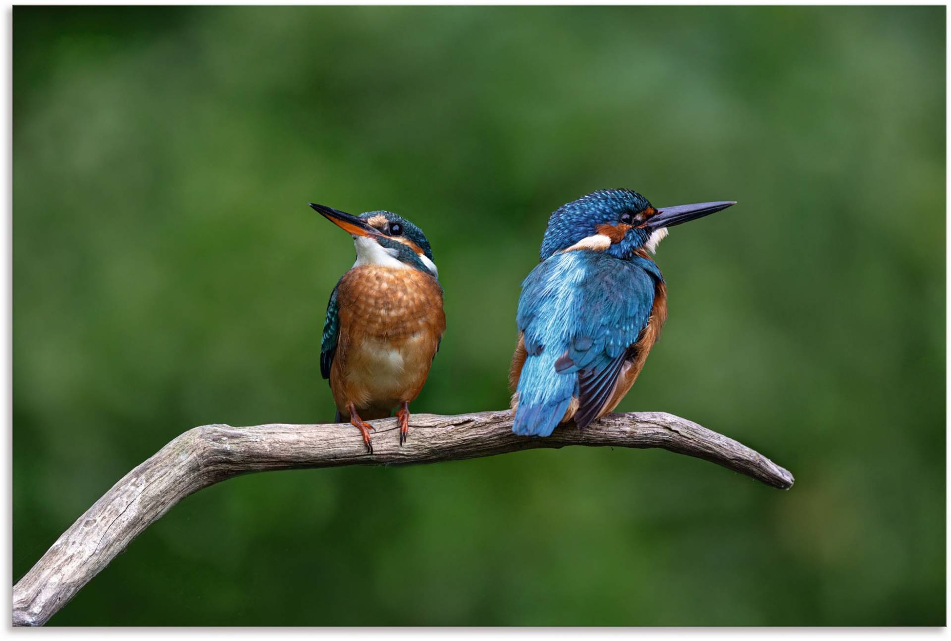 Artland Wandbild »Zwei Eisvogel«, Vogelbilder, (1 St.), als Alubild, Outdoorbild, Poster in verschied. Grössen von Artland