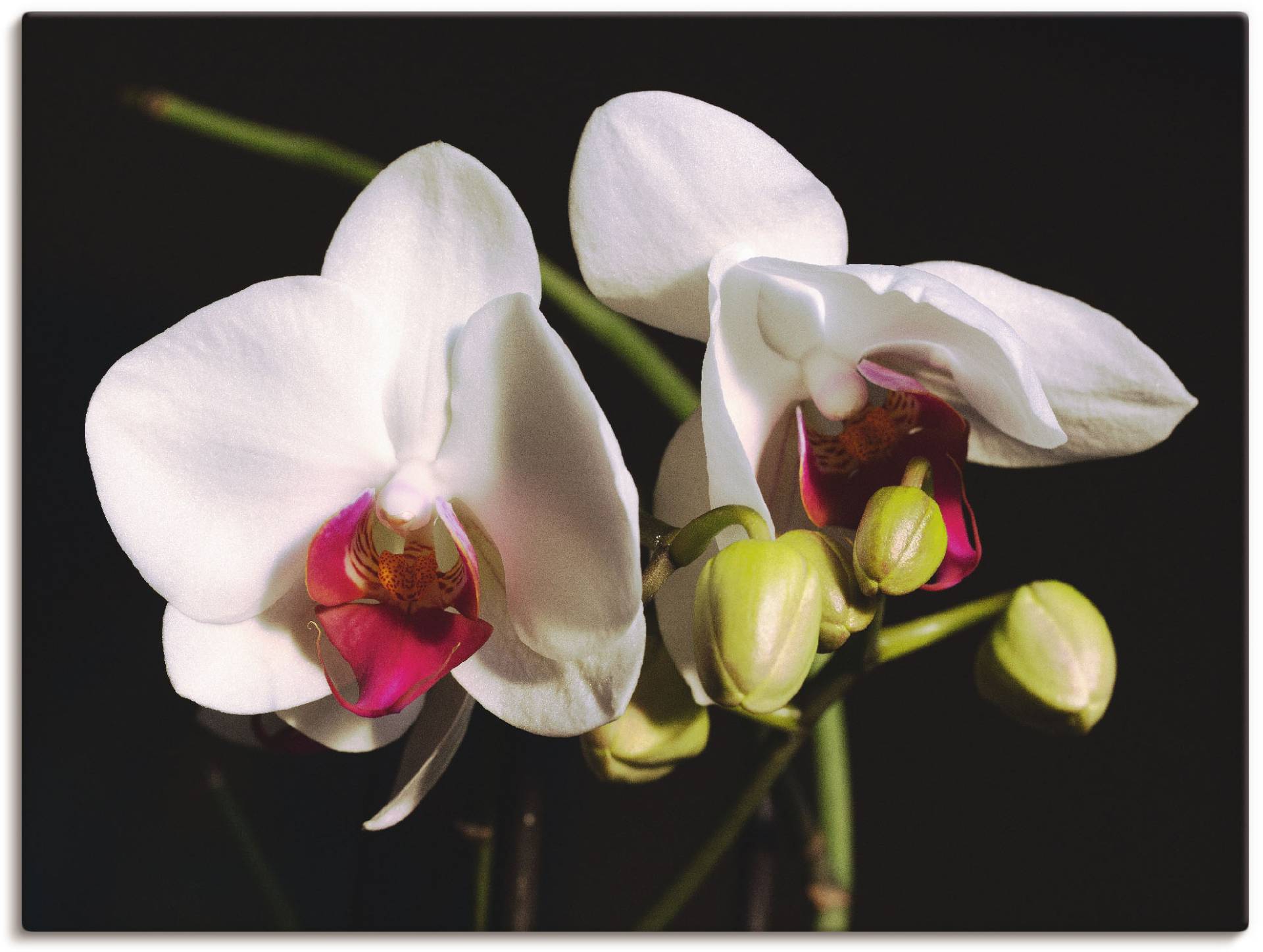 Artland Wandbild »weisse Orchidee«, Blumen, (1 St.), als Leinwandbild, Wandaufkleber oder Poster in versch. Grössen von Artland