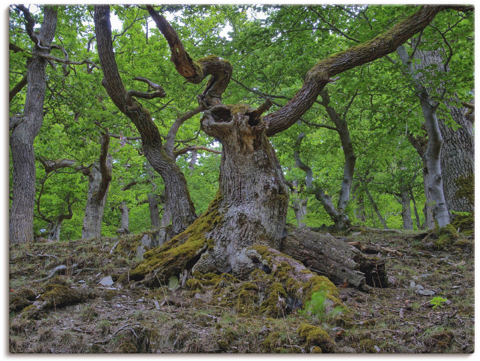 Artland Wandfolie »Eichen wie ein Märchenwald«, Wald, (1 St.), selbstklebend von Artland