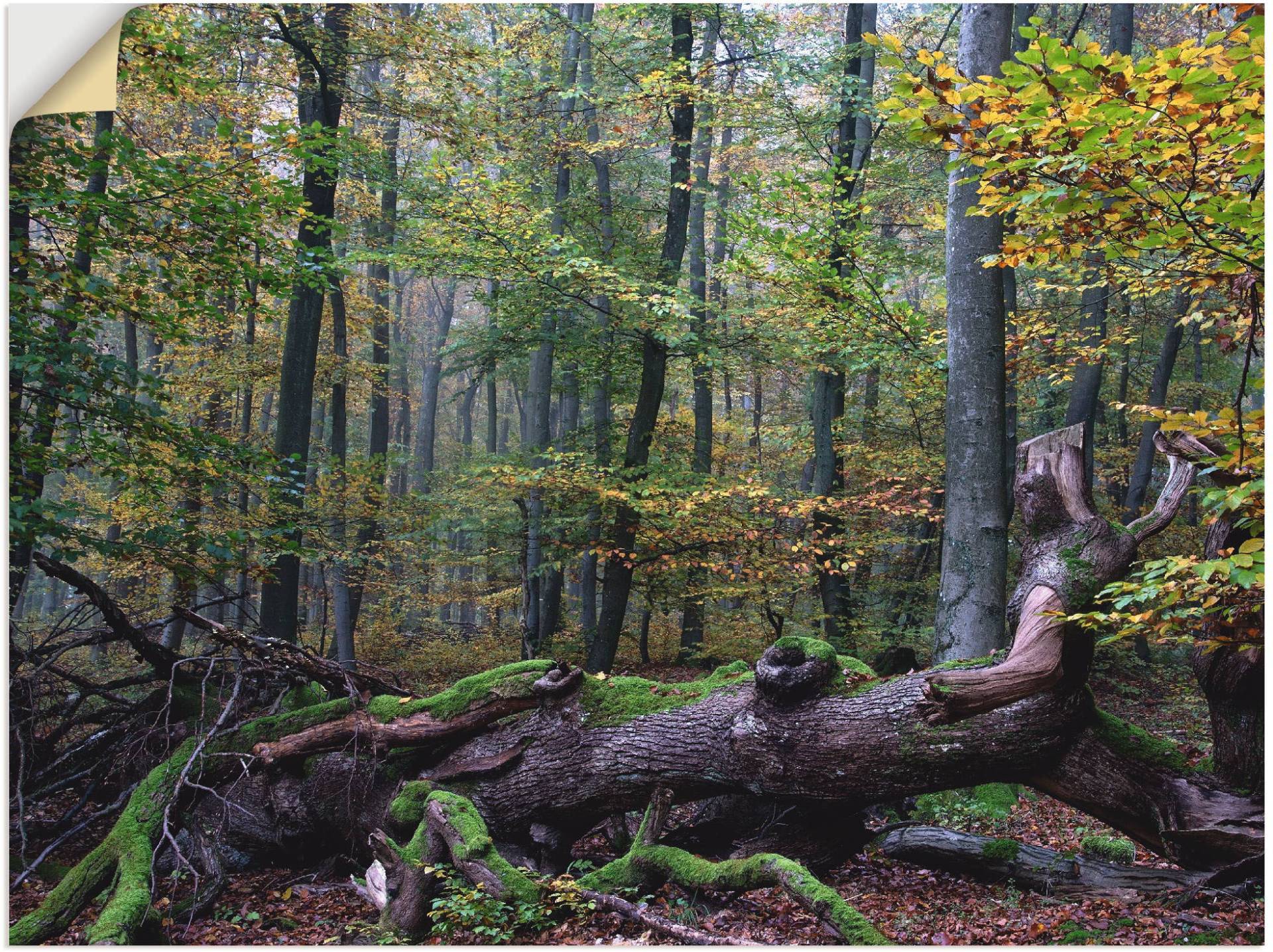 Artland Wandfolie »Ein alter Riese, neuer Lebensraum«, Wald, (1 St.), selbstklebend von Artland