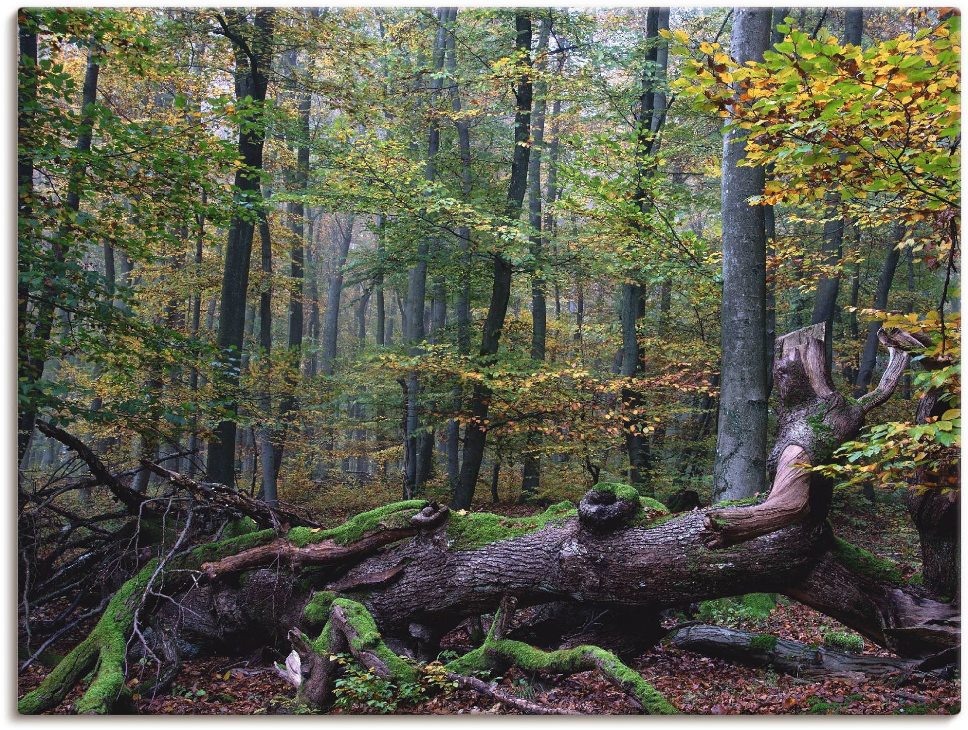 Artland Wandfolie »Ein alter Riese, neuer Lebensraum«, Wald, (1 St.), selbstklebend von Artland