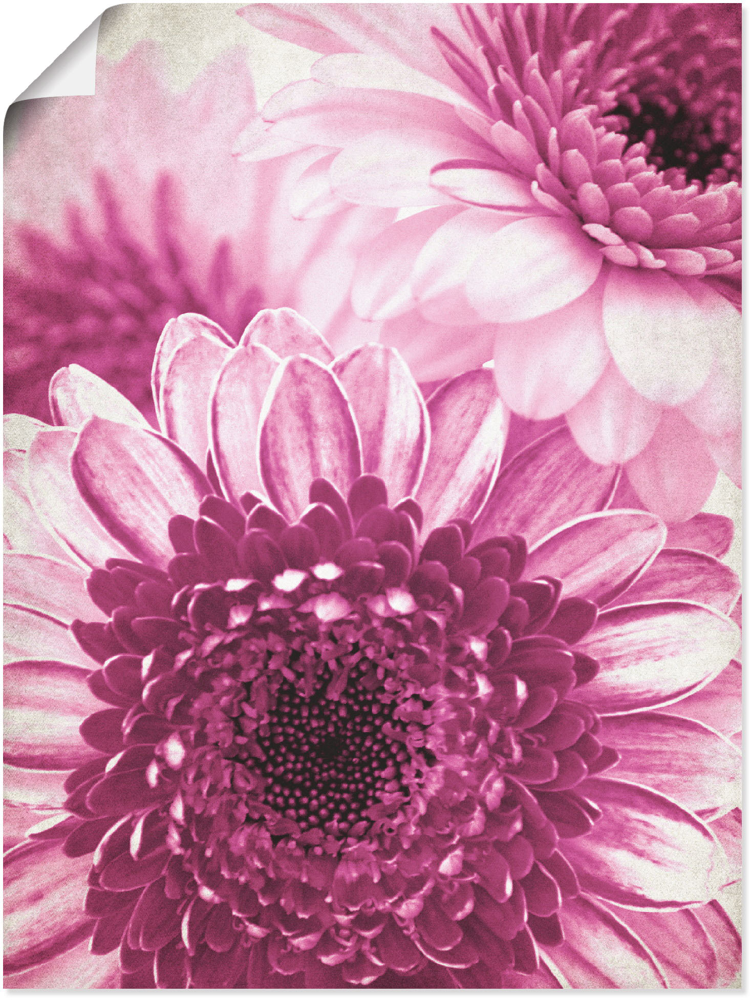 Artland Wandfolie »Pinke Gerbera«, Blumen, (1 St.), selbstklebend von Artland