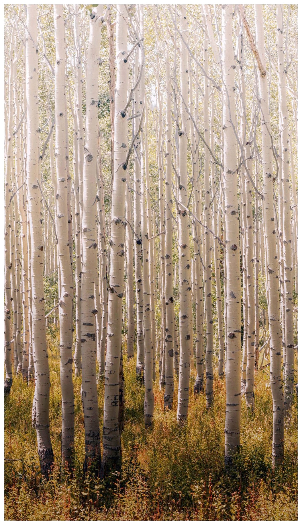 Bodenmeister Fototapete »Birken-Wald« von Bodenmeister