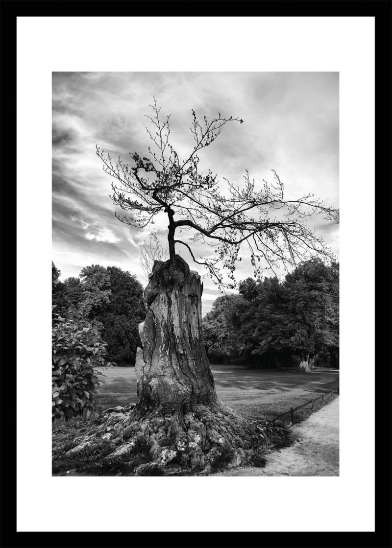 Bönninghoff Bild mit Rahmen »Baum«, (1 St.) von Bönninghoff