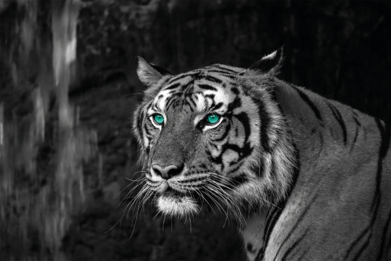 Bönninghoff Leinwandbild »Blue Eyed Tiger«, (1 St.) von Bönninghoff
