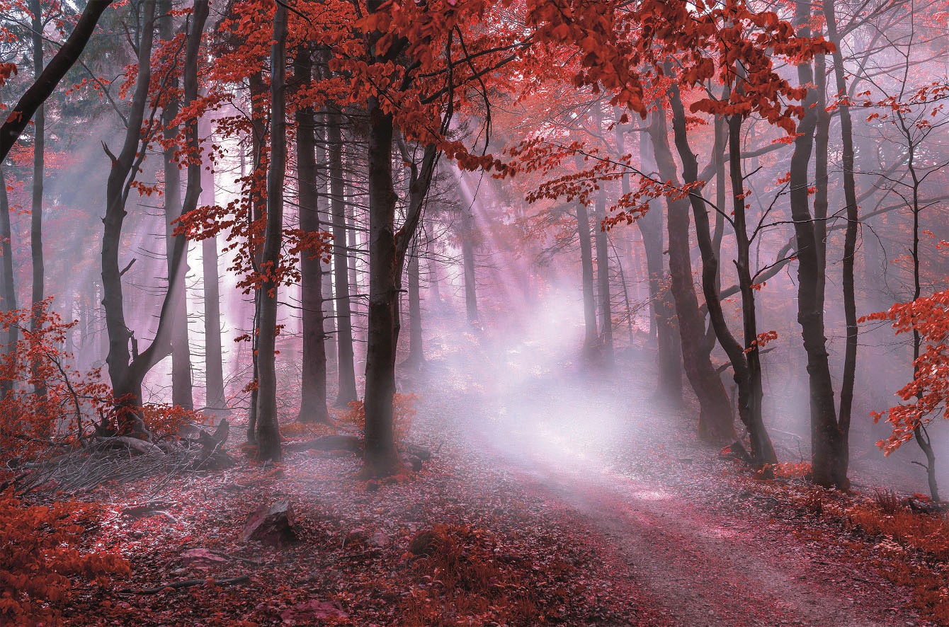 Bönninghoff Leinwandbild »Herbstwald im Nebel«, (1 St.)