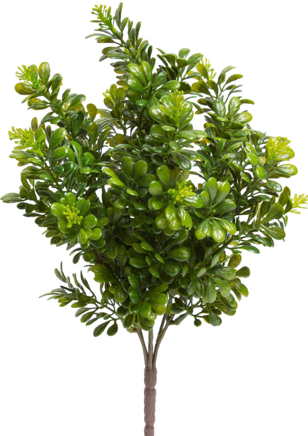 Botanic-Haus Künstliche Zimmerpflanze »Buchsbusch mit 7 Stielen« Botanic-Haus Künstliche Zimmerpflanze »Buchsbusch mit 7 Stielen« von Botanic-Haus