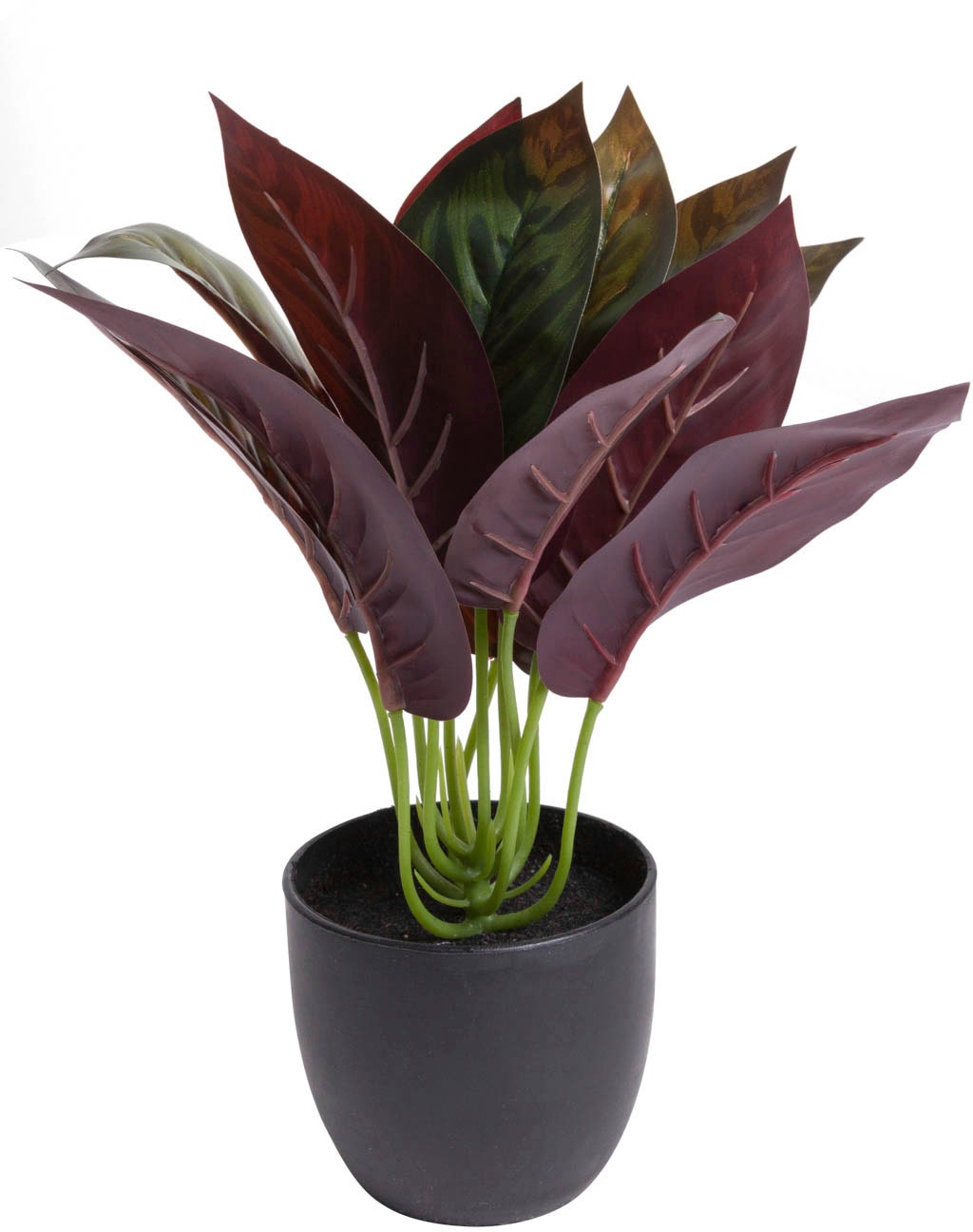 Botanic-Haus Künstliche Zimmerpflanze »Calathea« Botanic-Haus Künstliche Zimmerpflanze »Calathea« von Botanic-Haus