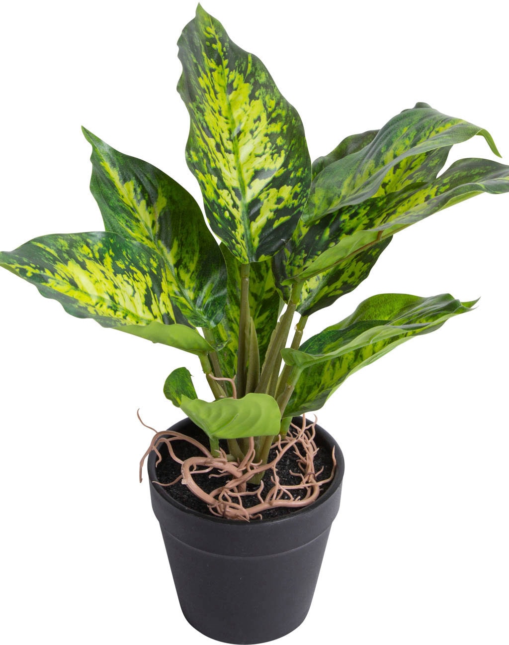 Botanic-Haus Künstliche Zimmerpflanze »Dieffenbachia Tropic« Botanic-Haus Künstliche Zimmerpflanze »Dieffenbachia Tropic« von Botanic-Haus