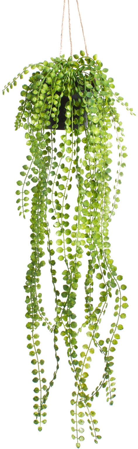Botanic-Haus Künstliche Zimmerpflanze »Ficus-Pumila-Hängeampel« Botanic-Haus Künstliche Zimmerpflanze »Ficus-Pumila-Hängeampel« von Botanic-Haus