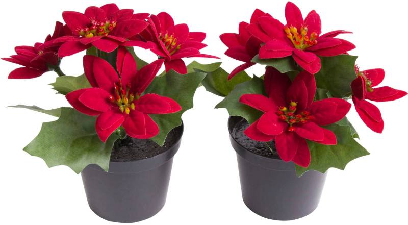 Botanic-Haus Künstliche Zimmerpflanze »Mini-Poinsettie im Kunststofftopf« von Botanic-Haus