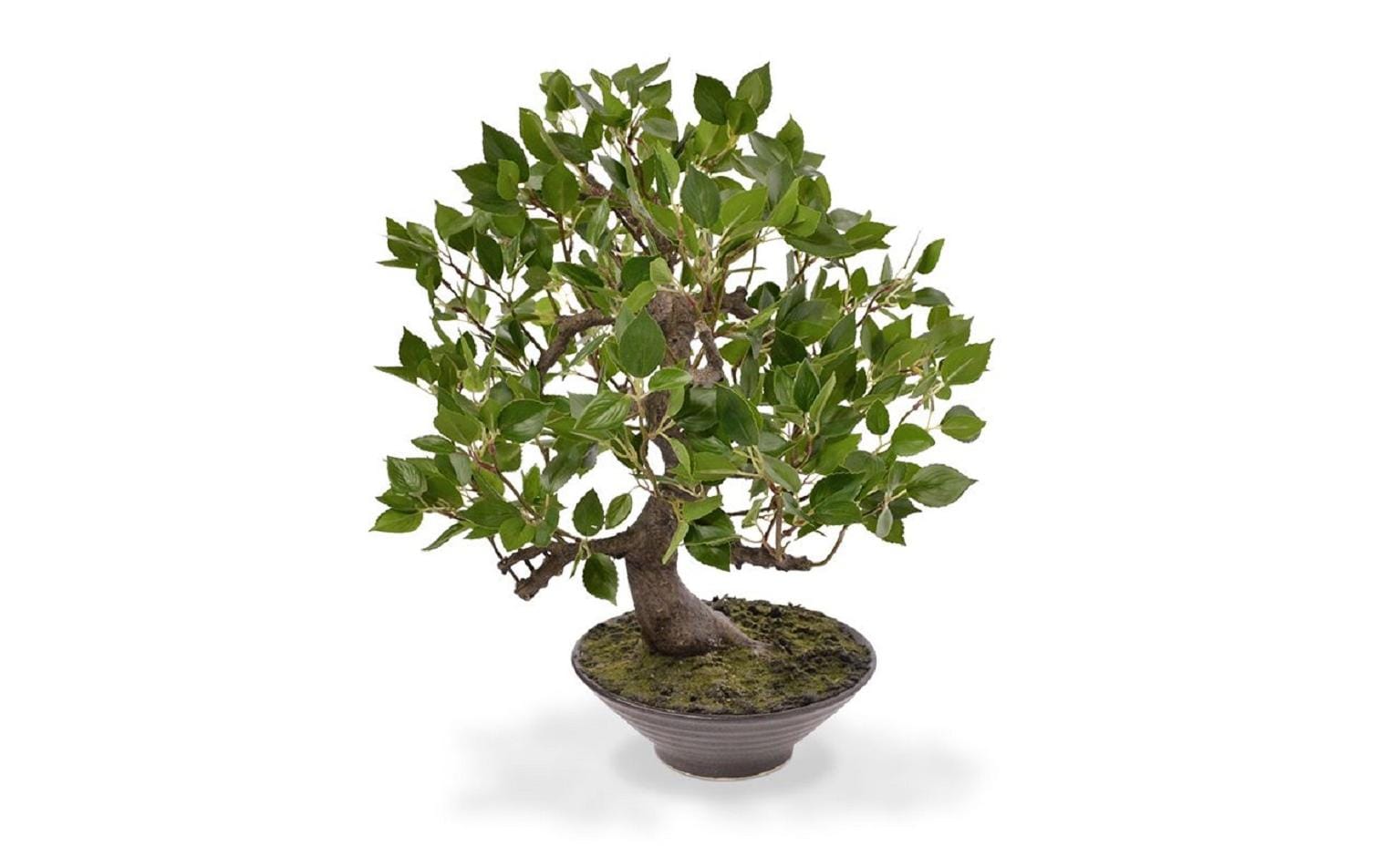 Botanic-Haus Kunstblume »Bonsai Ficus Wiandi« Botanic-Haus Kunstblume »Bonsai Ficus Wiandi« von Botanic-Haus
