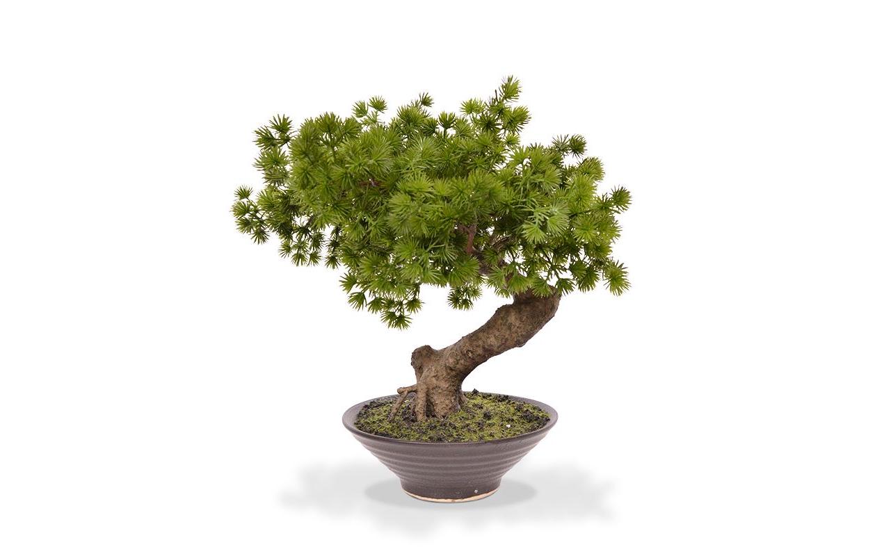 Botanic-Haus Kunstblume »Bonsai Pinus in Schale« Botanic-Haus Kunstblume »Bonsai Pinus in Schale« von Botanic-Haus
