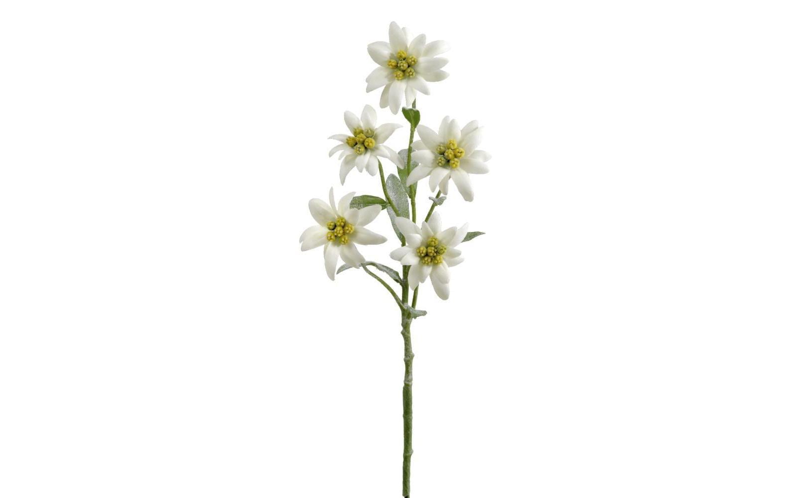 Botanic-Haus Kunstblume »Edelweiss 3er Set« Botanic-Haus Kunstblume »Edelweiss 3er Set« von Botanic-Haus