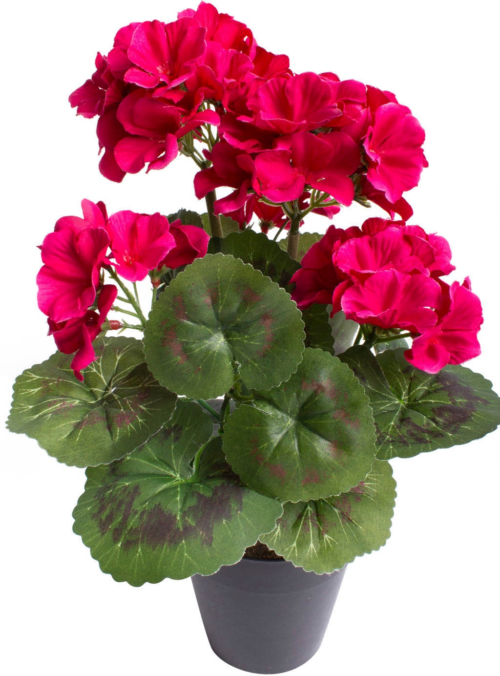 Botanic-Haus Kunstblume »Geranienbusch mit 6 Blütenköpfen« Botanic-Haus Kunstblume »Geranienbusch mit 6 Blütenköpfen« von Botanic-Haus