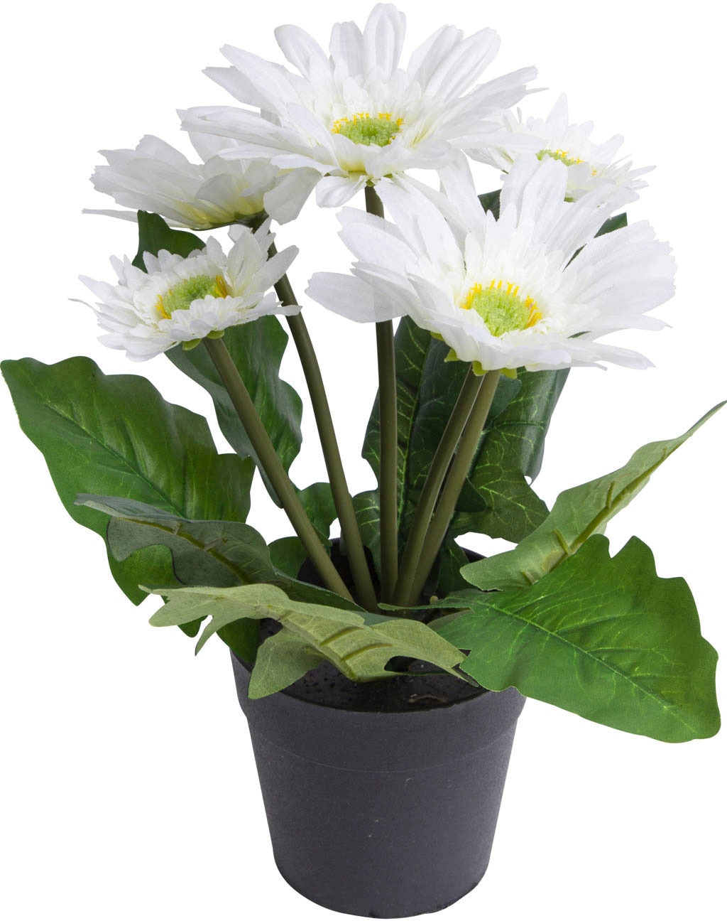 Botanic-Haus Kunstblume »Gerbera mit 5 Blüten« Botanic-Haus Kunstblume »Gerbera mit 5 Blüten« von Botanic-Haus