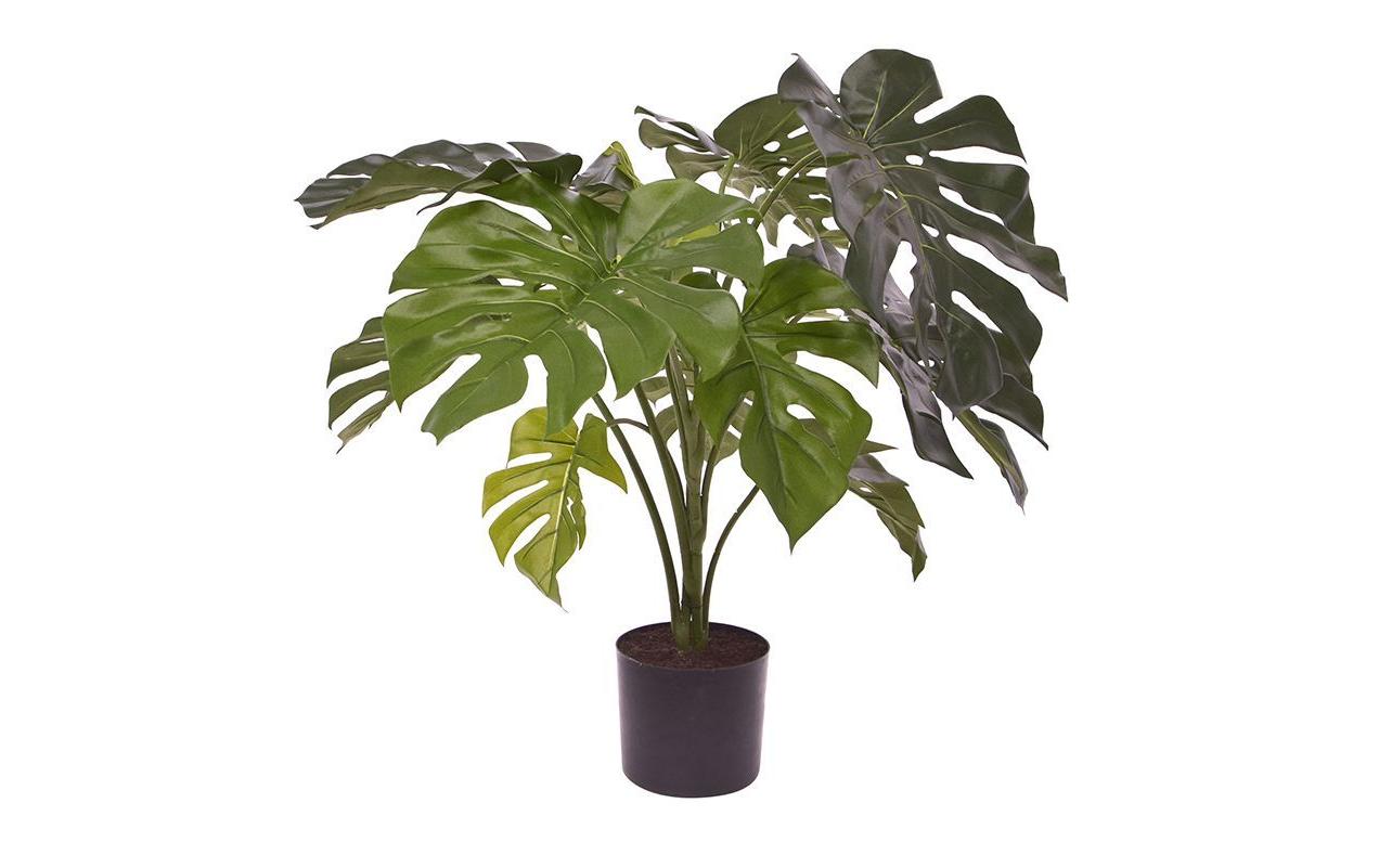 Botanic-Haus Kunstblume »Monstera 80 cm« Botanic-Haus Kunstblume »Monstera 80 cm« von Botanic-Haus