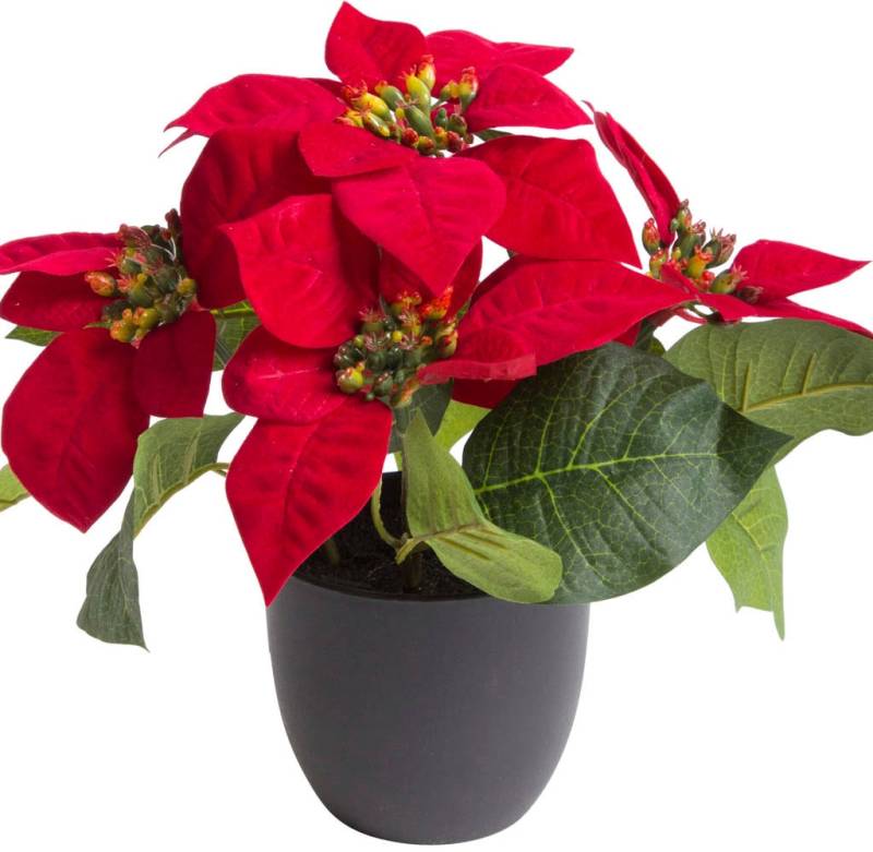 Botanic-Haus Kunstblume »Poinsettie mit 4 Blüten« von Botanic-Haus