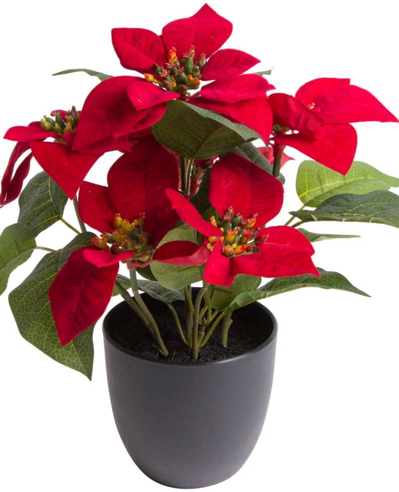 Botanic-Haus Kunstblume »Poinsettie mit 6 Blüten« von Botanic-Haus