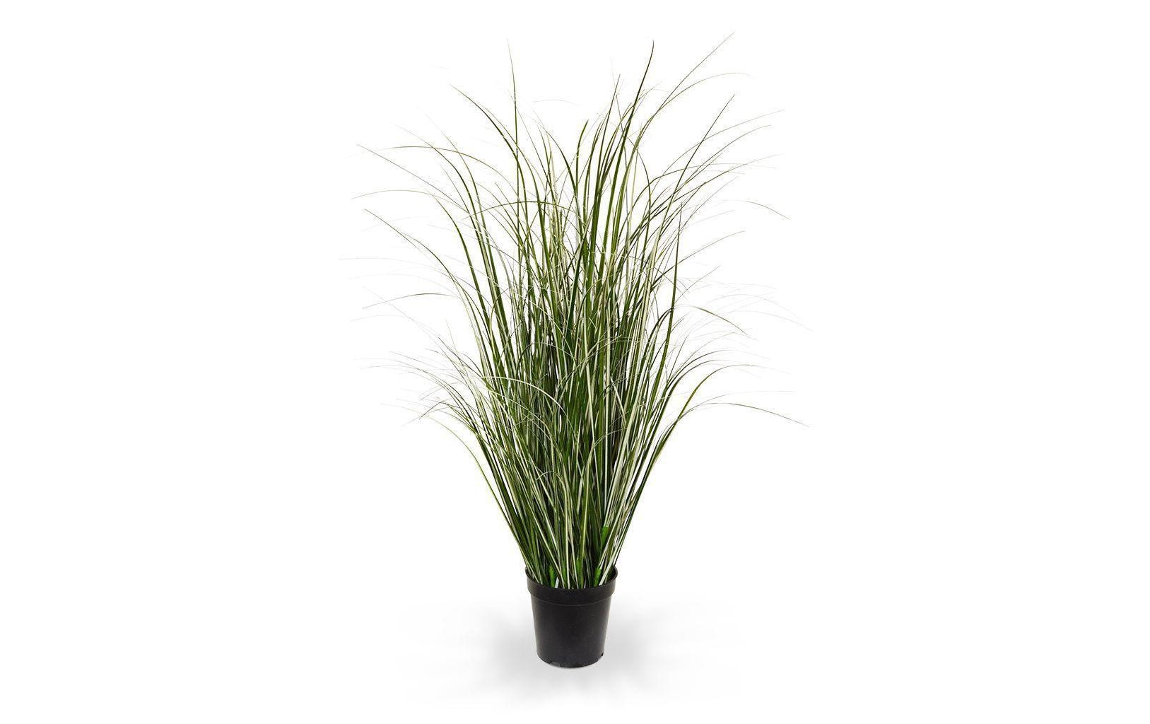 Botanic-Haus Kunstblume »Schilfgras, Grün-Créme, 80cm« Botanic-Haus Kunstblume »Schilfgras, Grün-Créme, 80cm« von Botanic-Haus