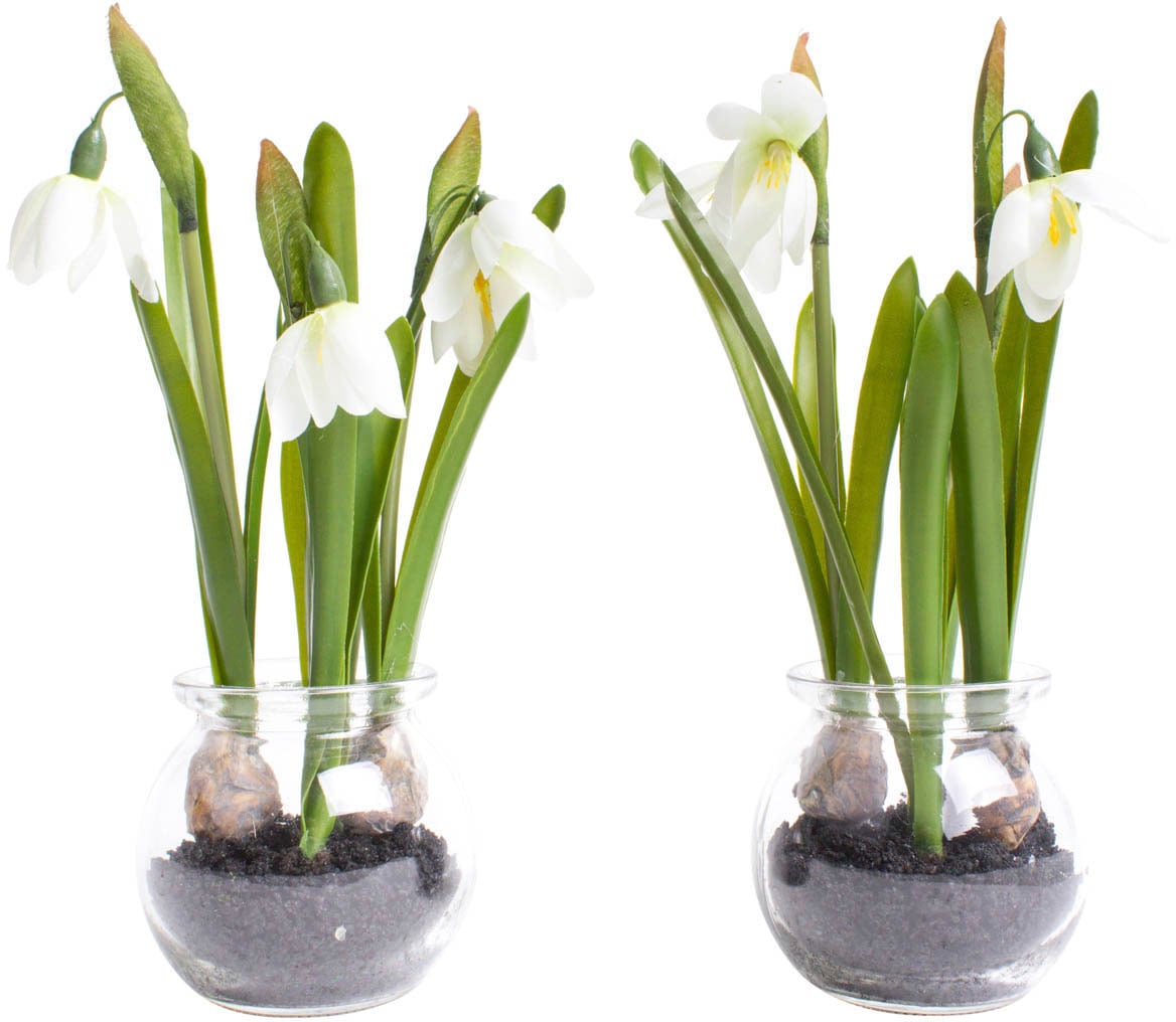 Botanic-Haus Kunstblume »Schneeglöckchen im Glas« Botanic-Haus Kunstblume »Schneeglöckchen im Glas« von Botanic-Haus