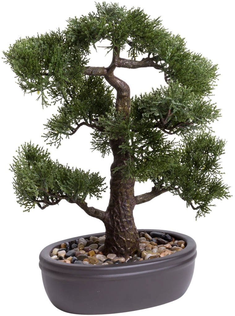 Botanic-Haus Kunstbonsai »Ceder Bonsai« von Botanic-Haus