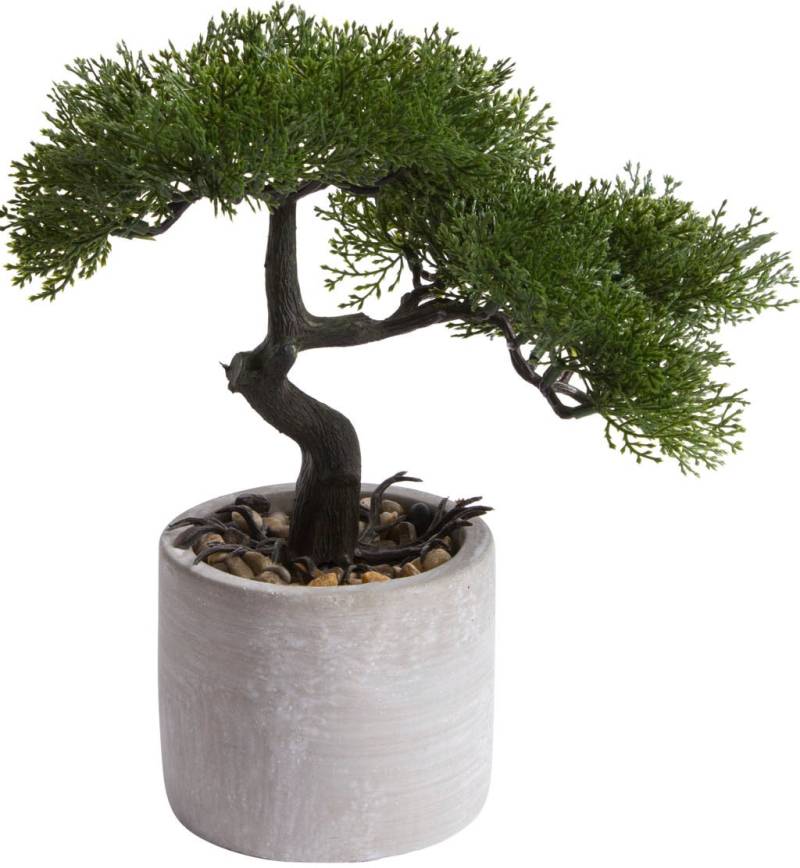 Botanic-Haus Kunstbonsai »Ceder Bonsai« von Botanic-Haus