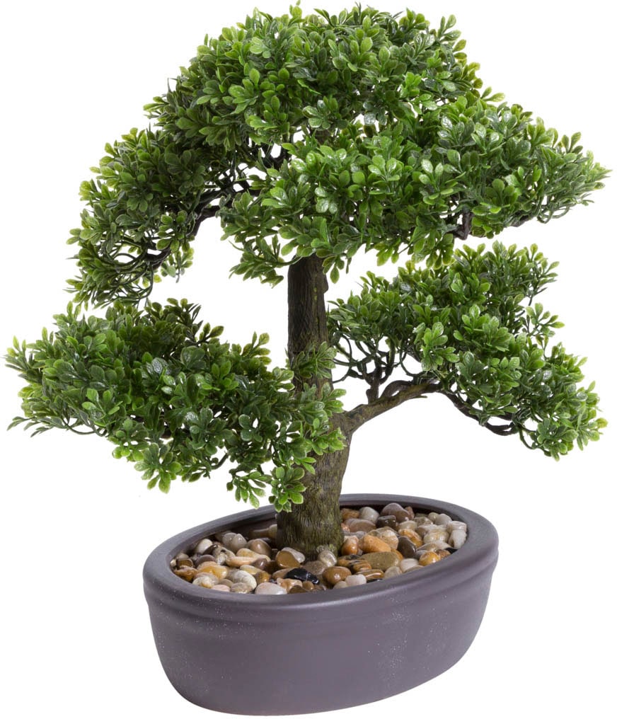 Botanic-Haus Kunstbonsai »Ficus Bonsai« von Botanic-Haus