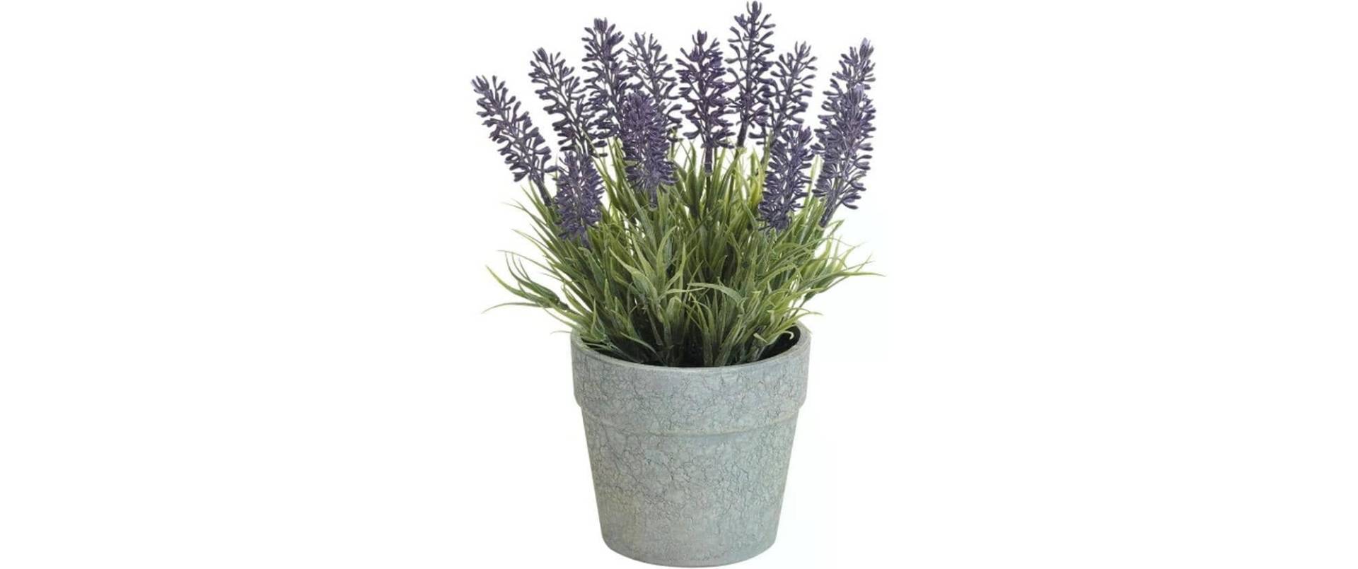 Kunstblume »Dekomat AG Lavendel im Topf 22 cm« Kunstblume »Dekomat AG Lavendel im Topf 22 cm« von Botanic-Haus