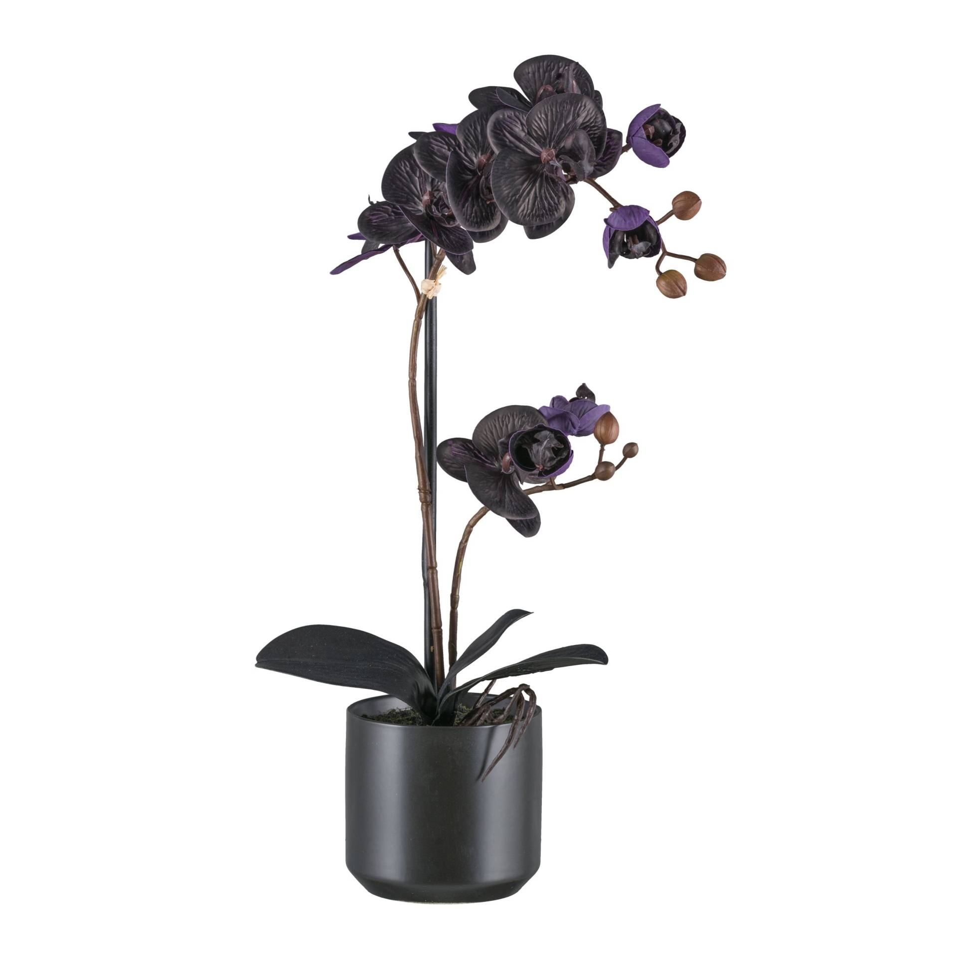 Bruno Banani Kunstorchidee »Orchidee Phalaenopsis«, mit real-touch-Blüten Bruno Banani Kunstorchidee »Orchidee Phalaenopsis«, mit real-touch-Blüten von Bruno Banani